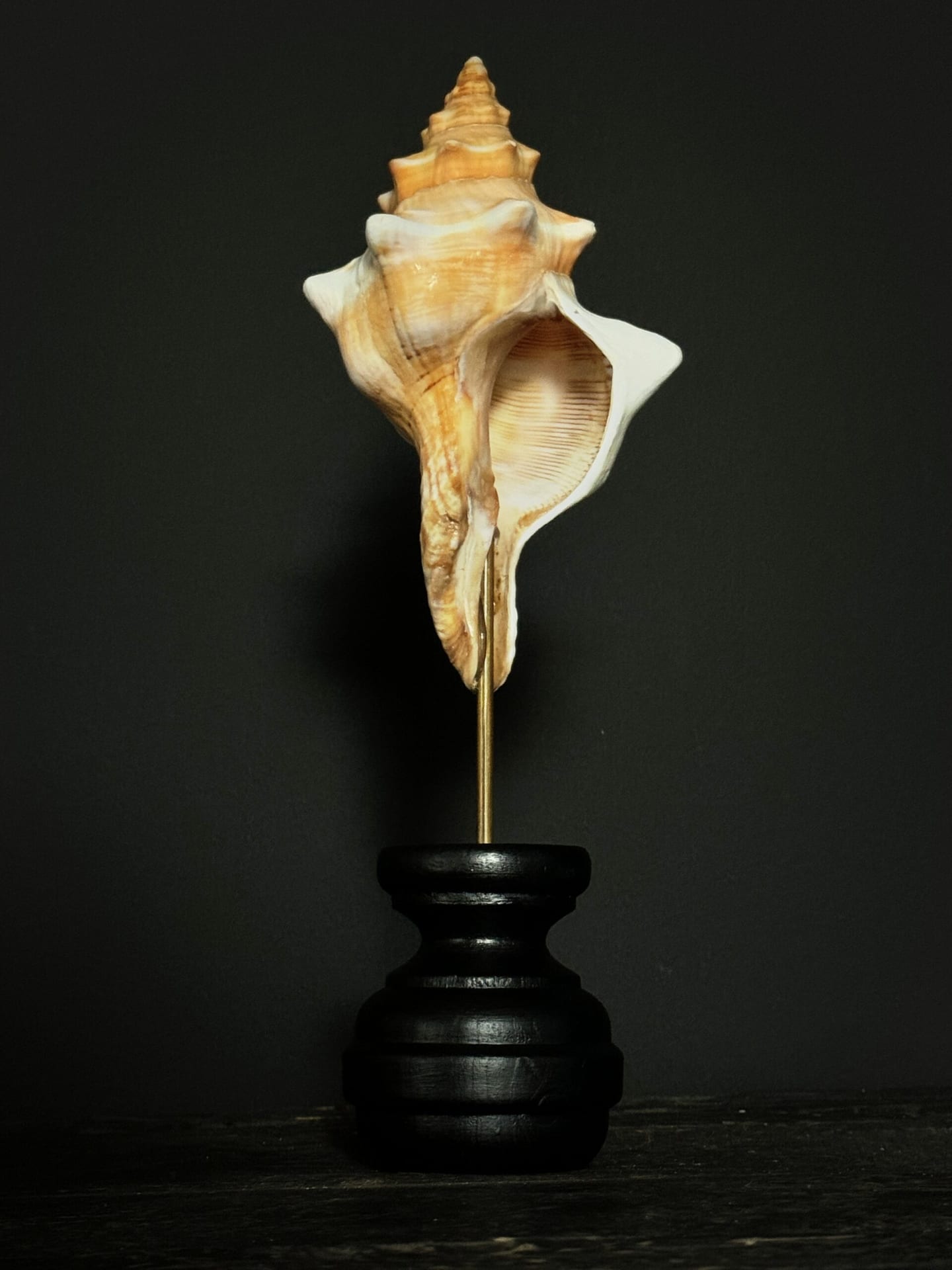 Muschel auf Holzsockel