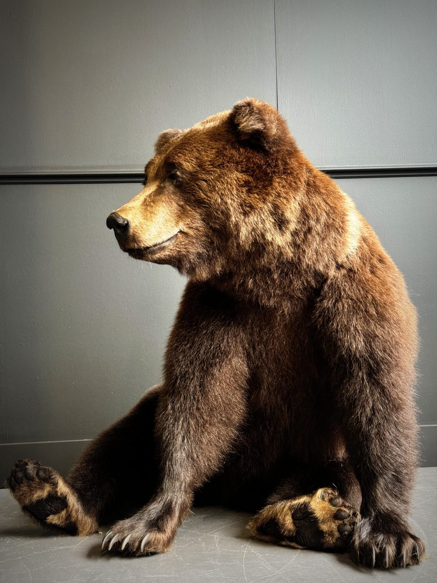 Ours brun adulte naturalisé (Ursus Arctos)