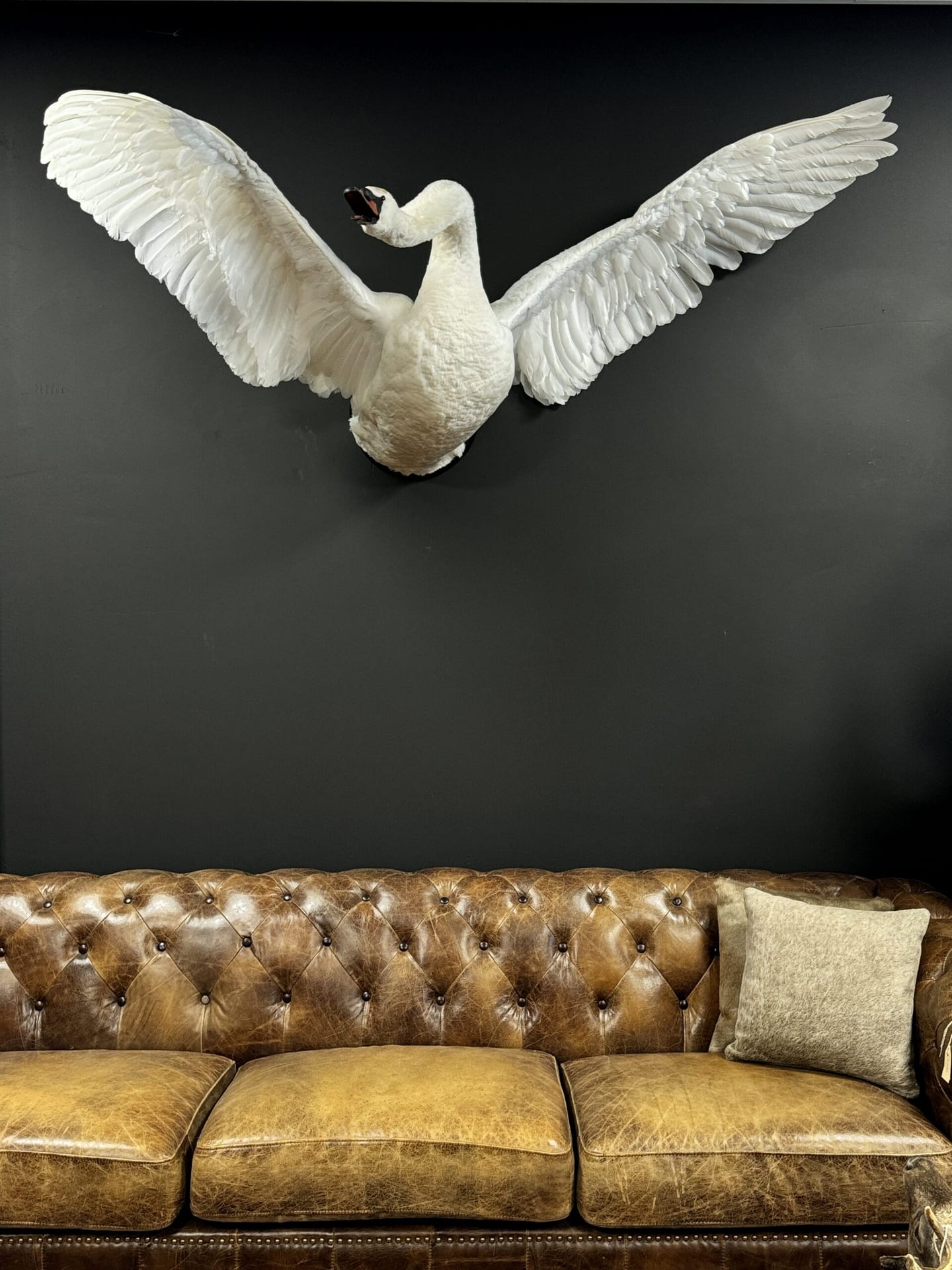 Ausgestopfter Schwan