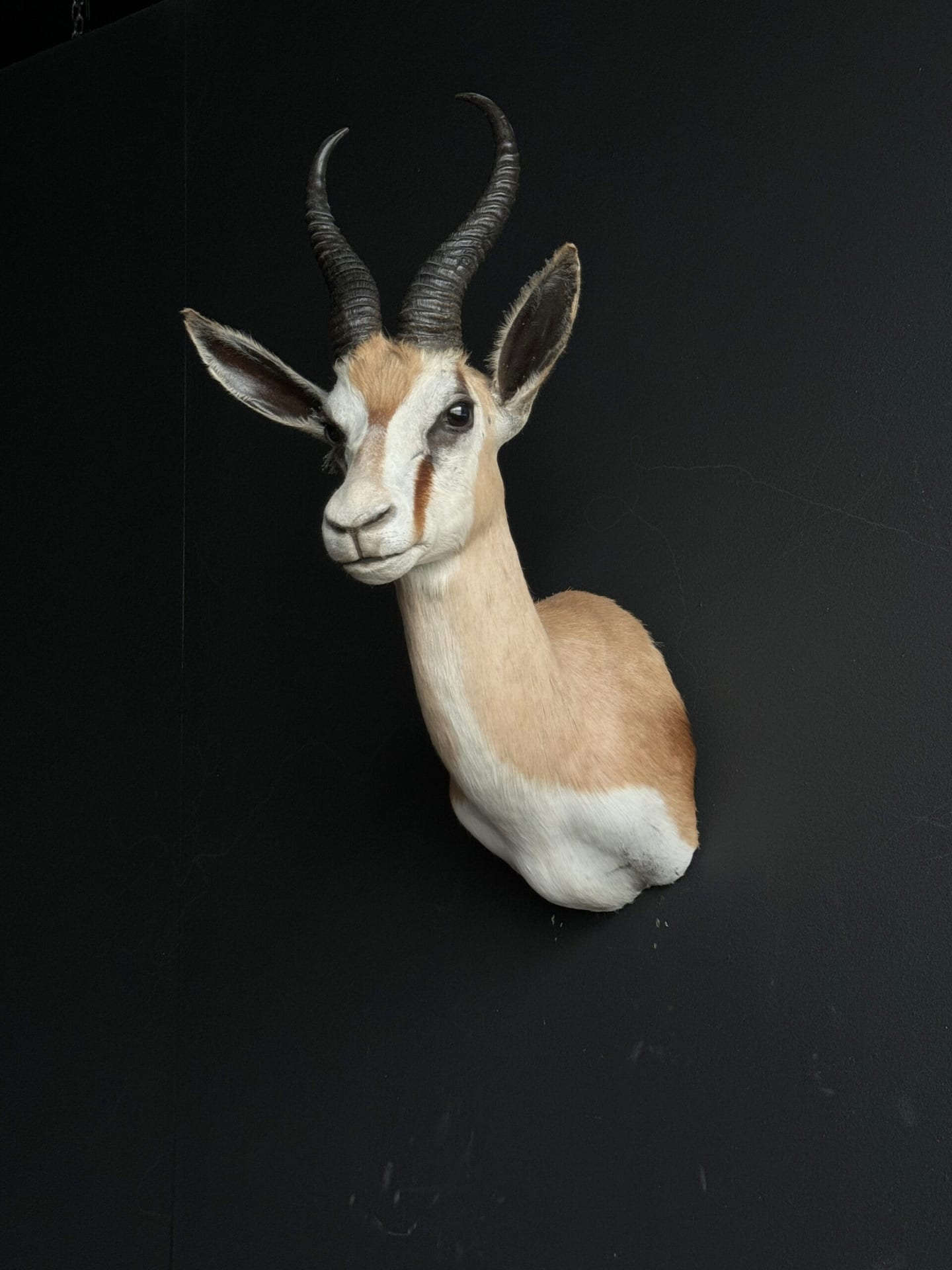 Ausgestopfter Springbock