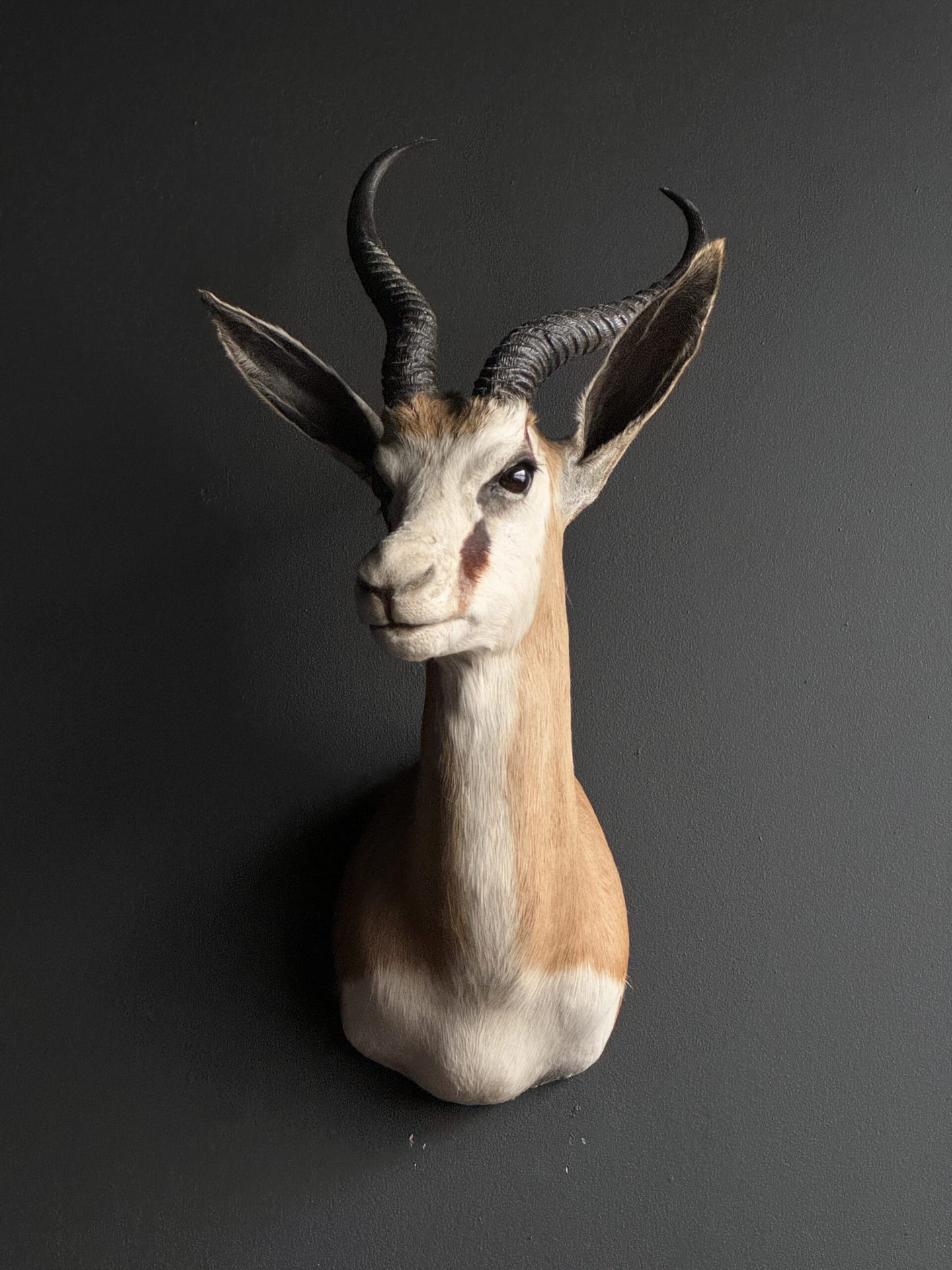 Ausgestopfter Springbock