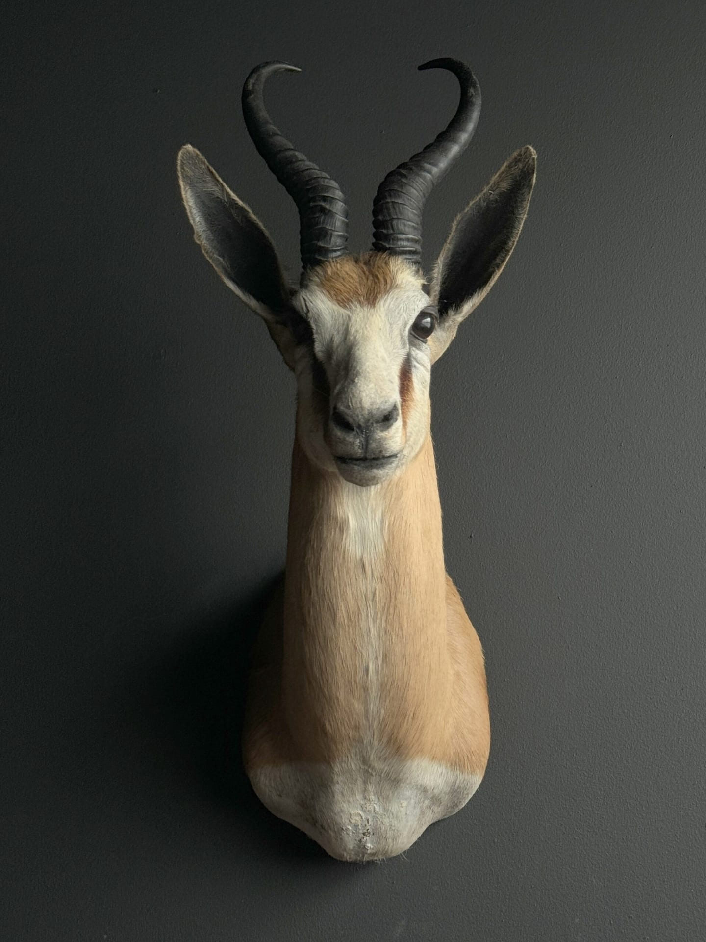 Ausgestopfter Springbock