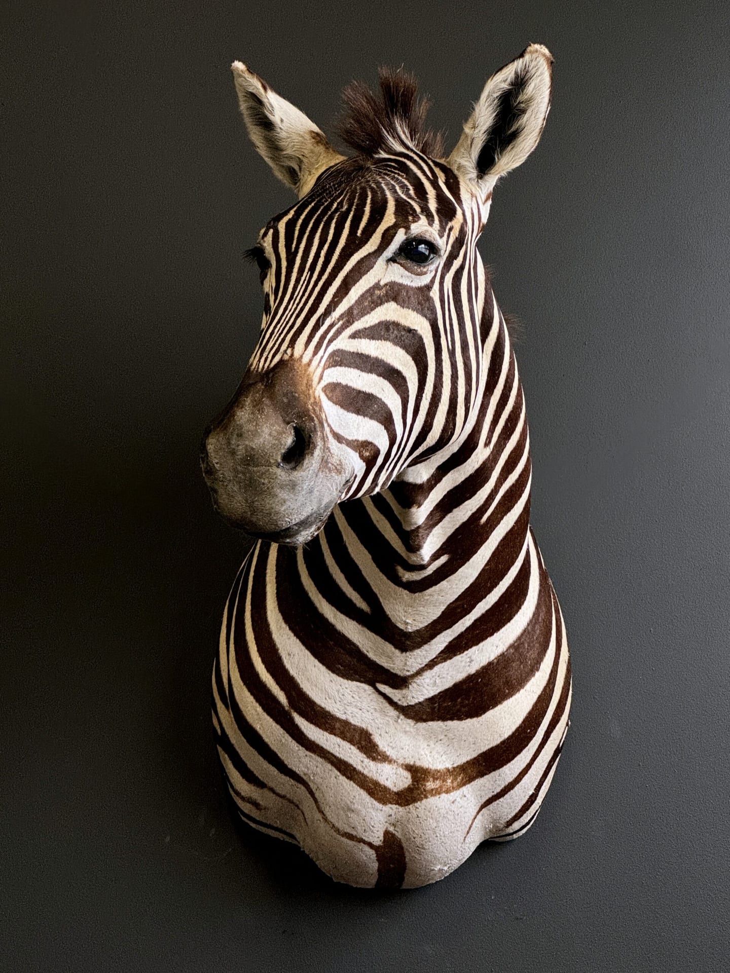 Ausgestopfter Zebrakopf