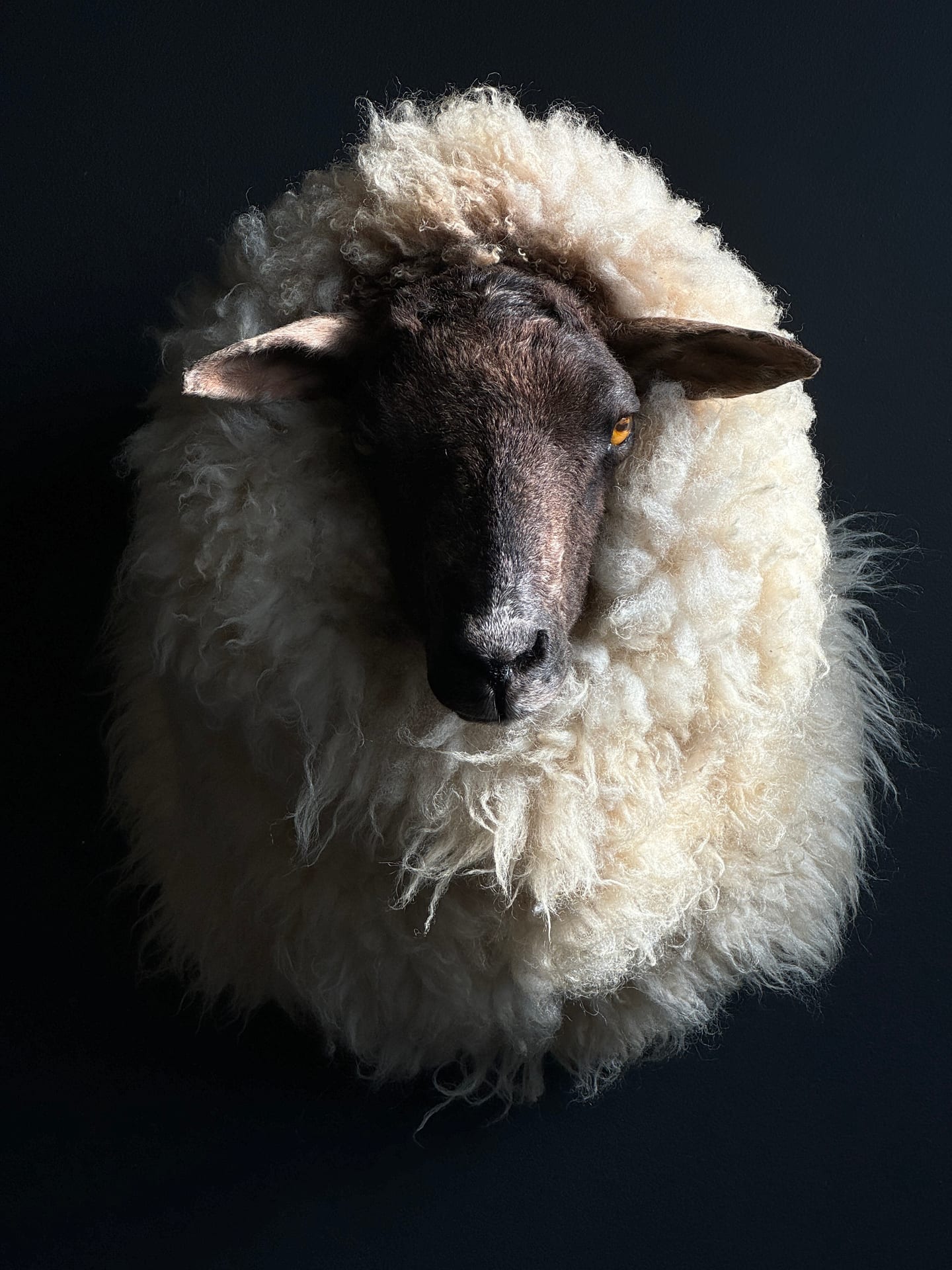 Opgezet schaap