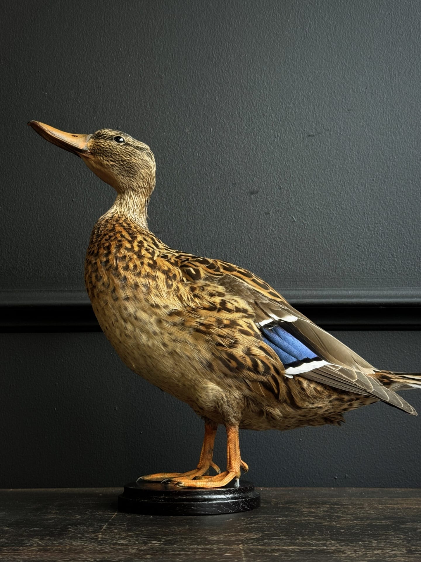 Ausgestopfter Ente