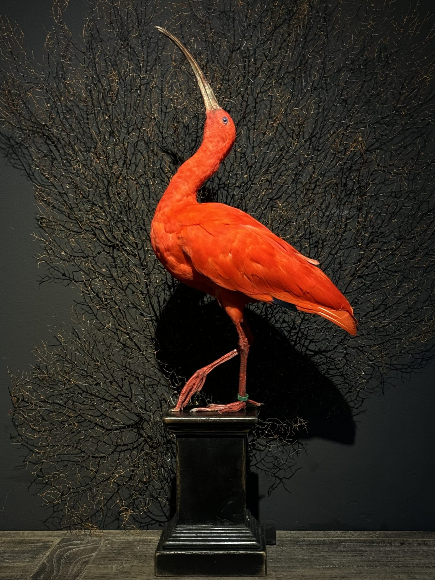 Ibis rouge naturalisé