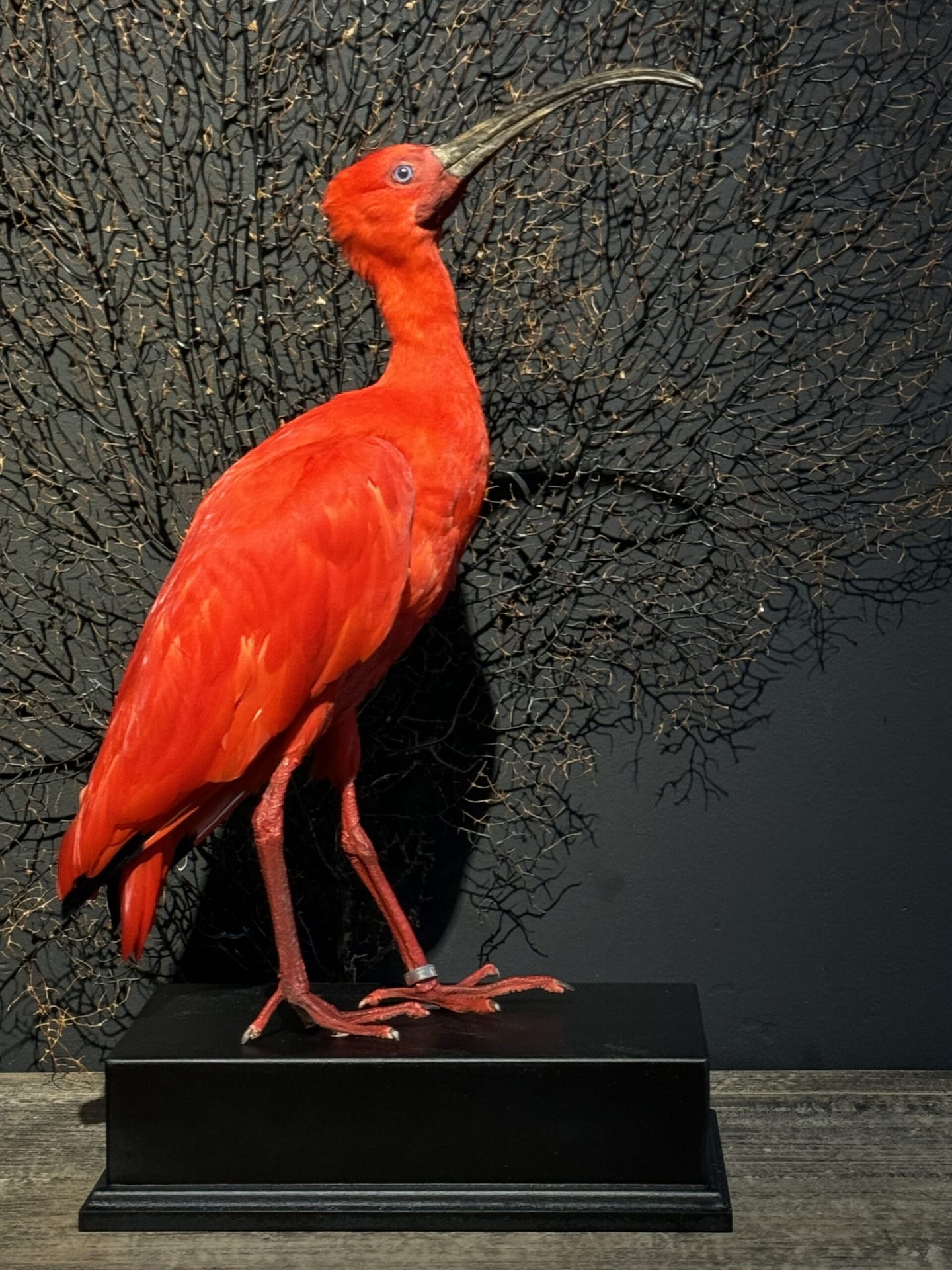 Ibis rouge naturalisé