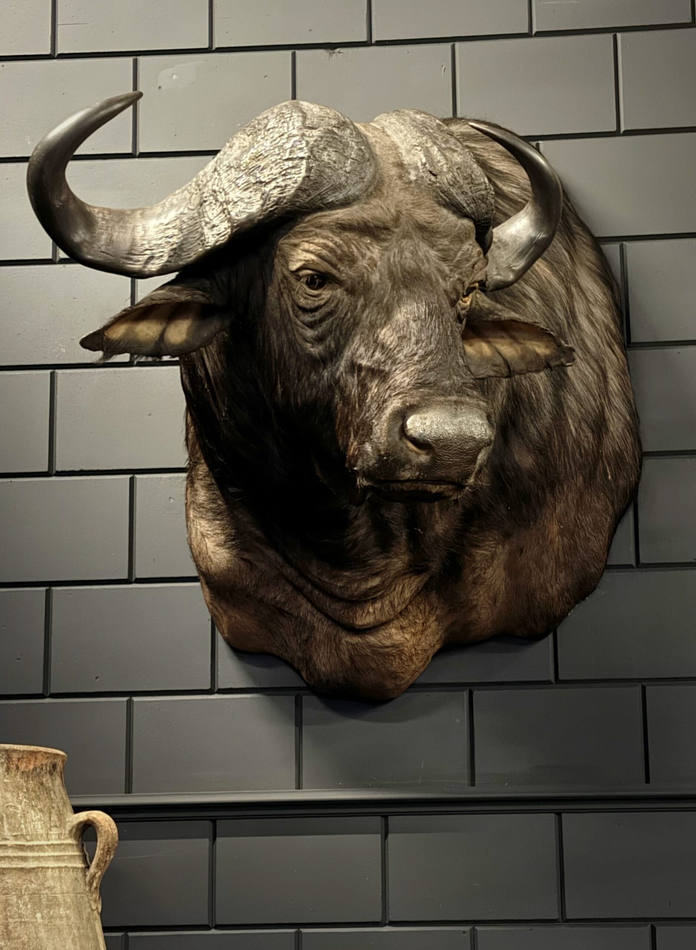 Kop van een Kaapse buffel