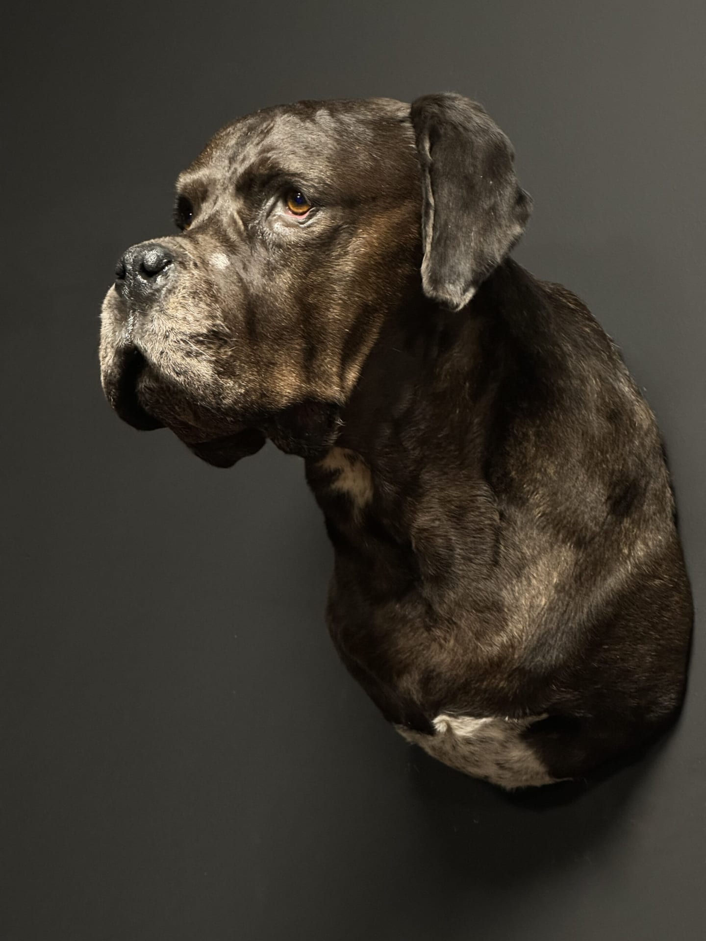 Ausgestopfter Deutsche Dogge