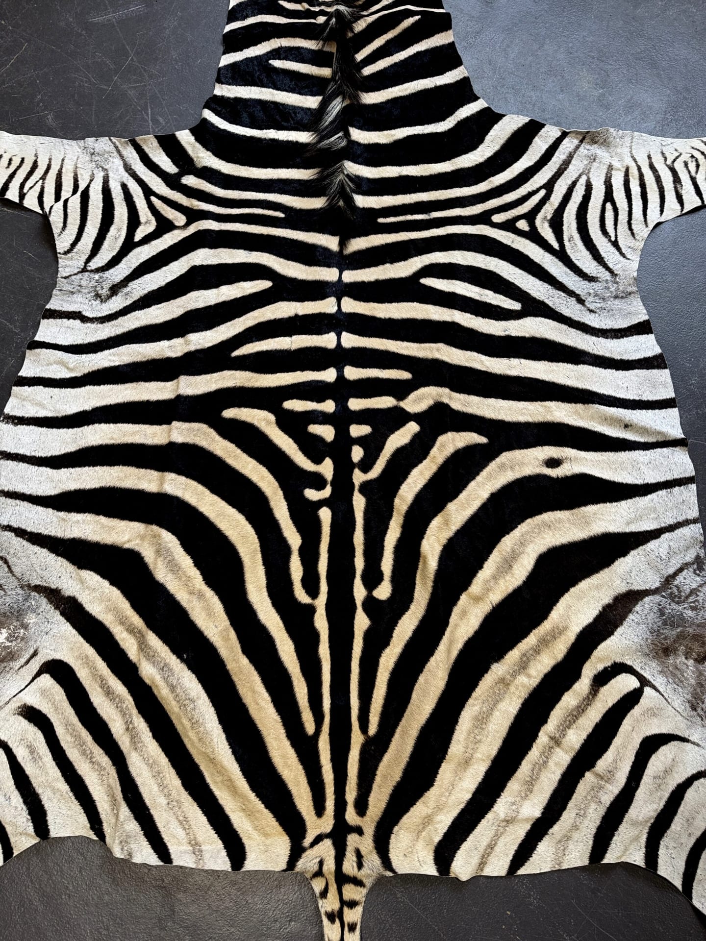 Zebravel