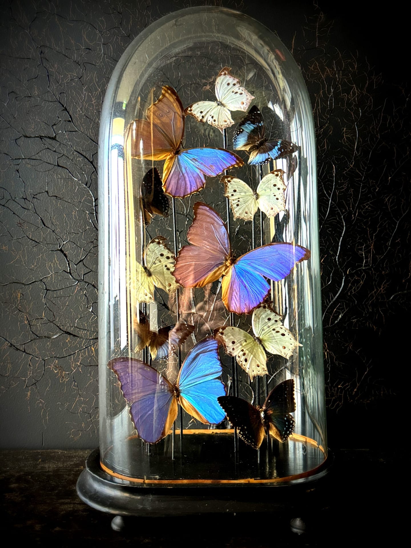 Dome with butterflies