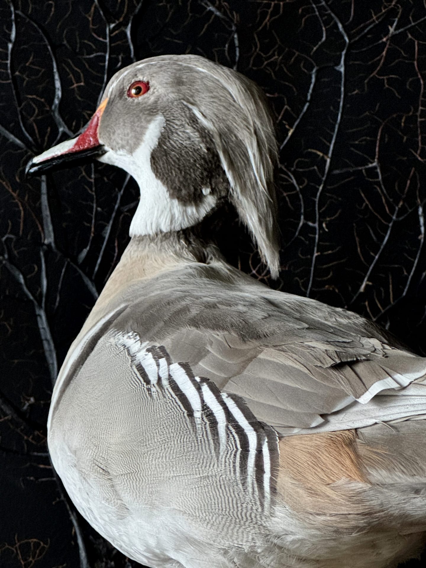 Ausgestopfte Carolina Ente