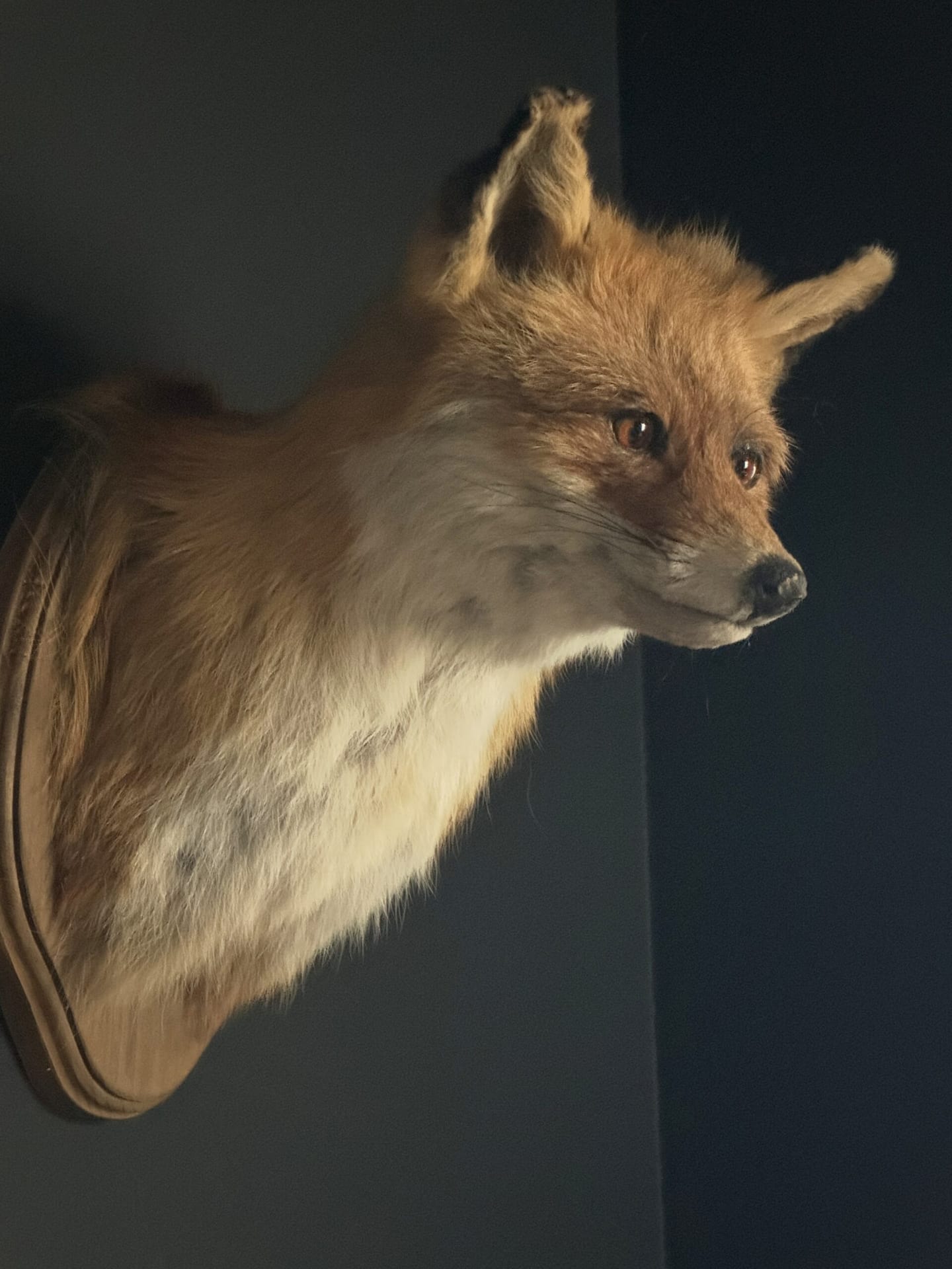 Mounted fox