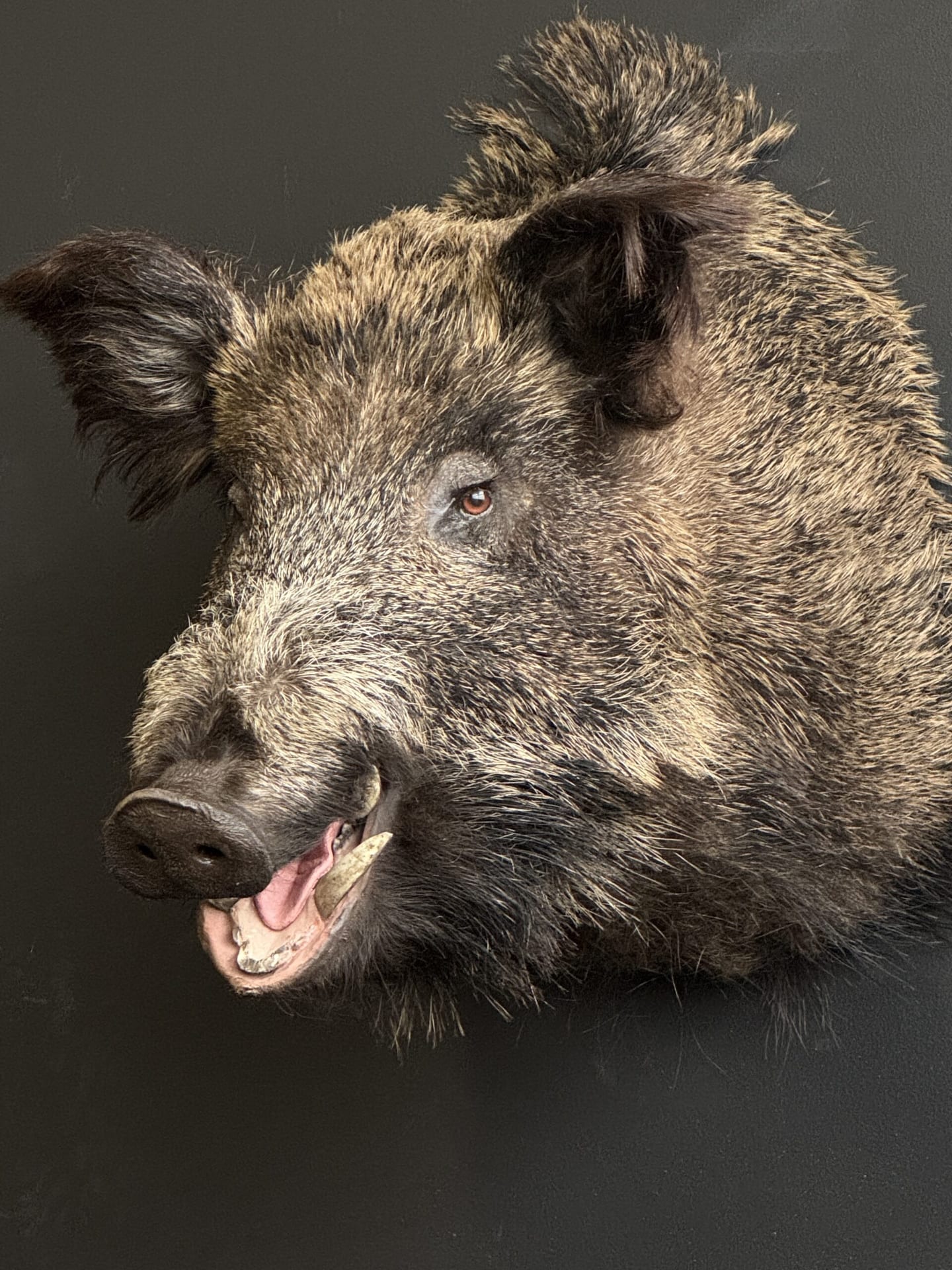 Ausgestopfter Wildschwein Kopf