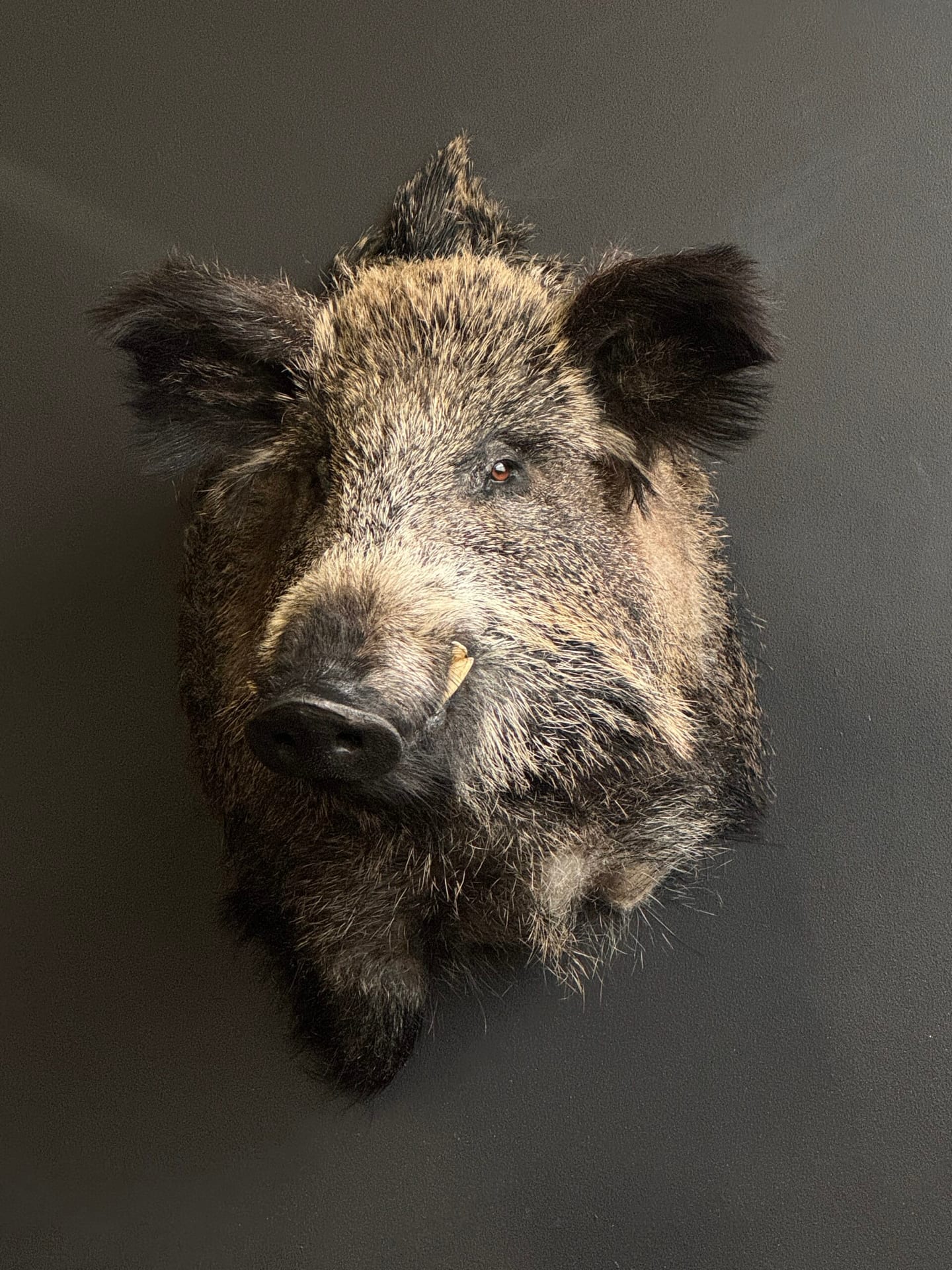 Ausgestopfter Wildschwein Kopf