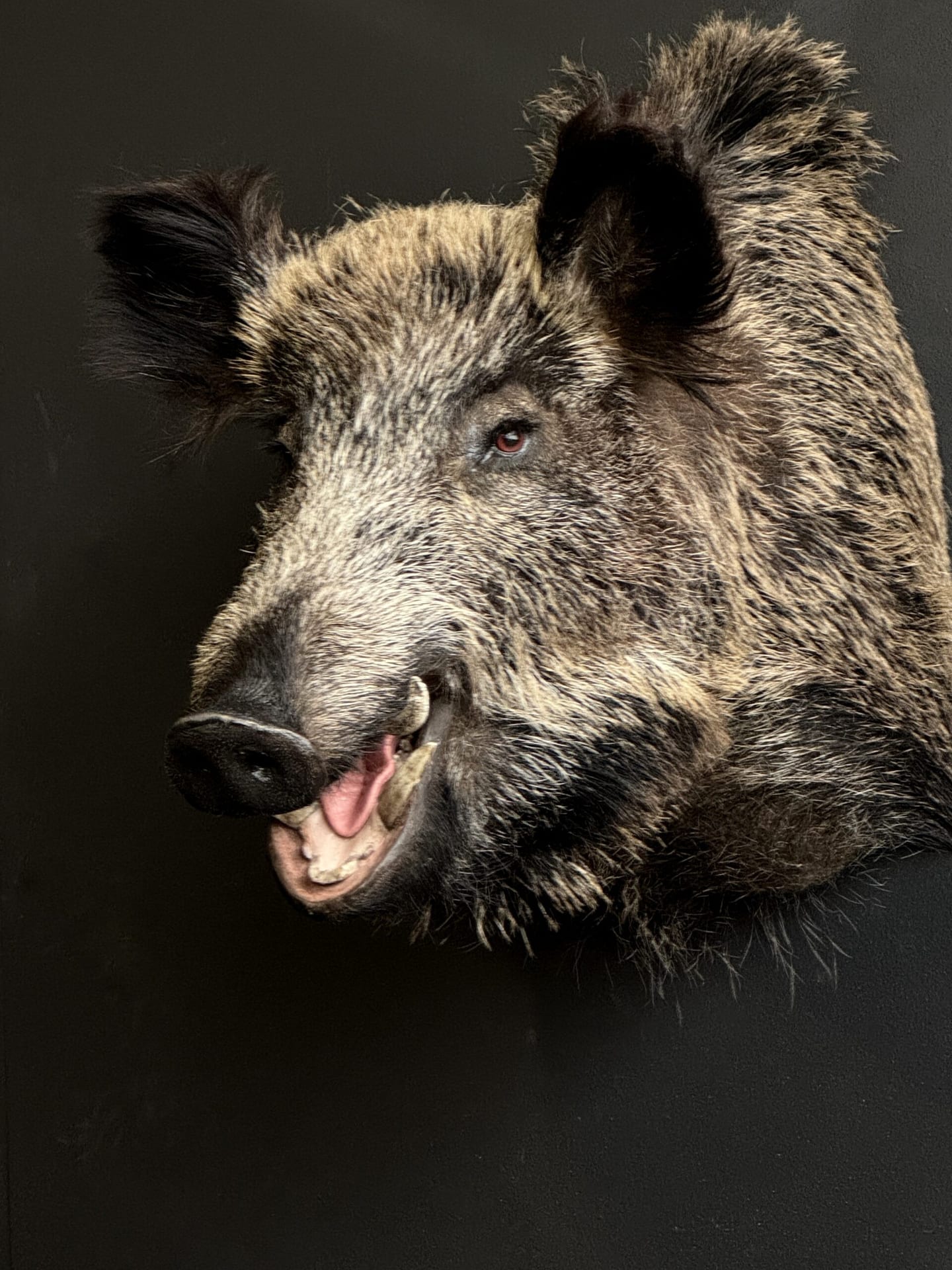 Ausgestopfter Wildschwein Kopf