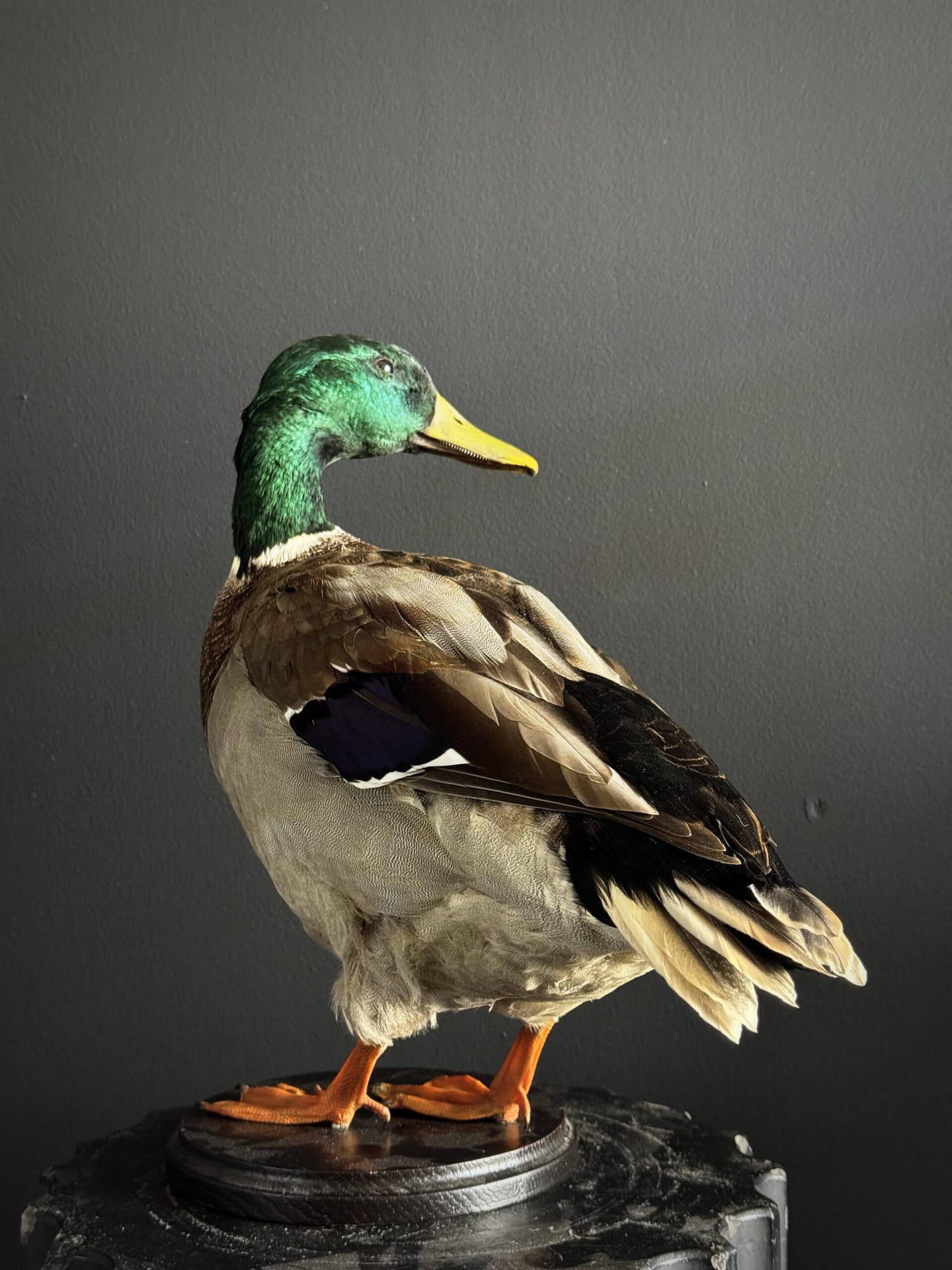 Opgezette wilde eend