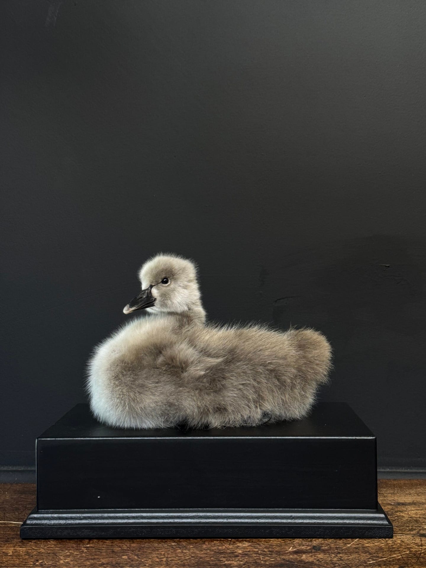 Ausgestopfter junger Schwan