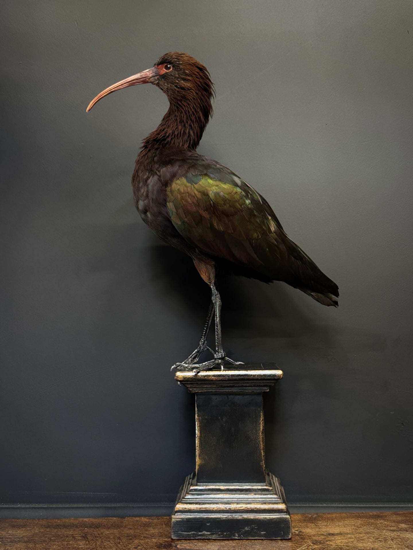 Ibis de la puna naturalisé