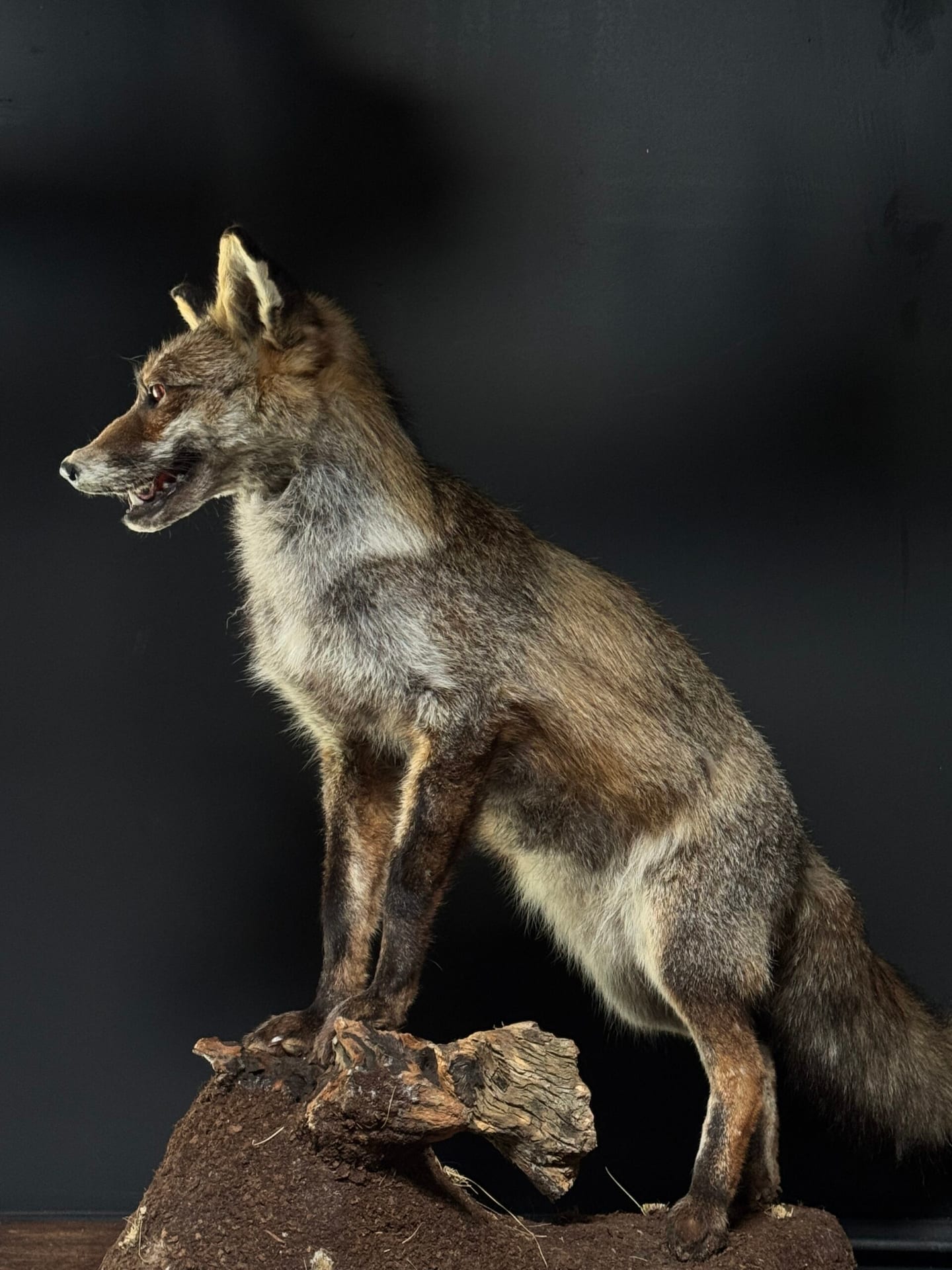 Renard naturalisé