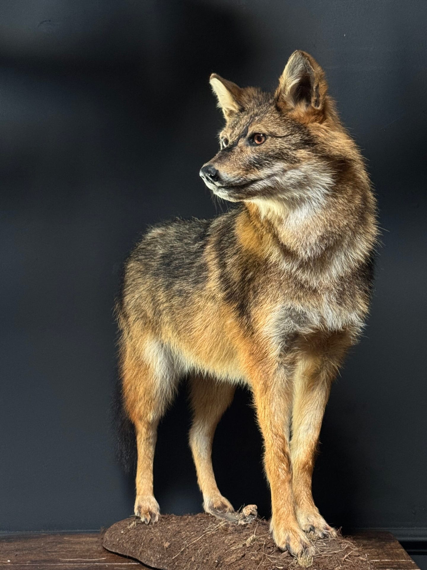 Chacal naturalisé