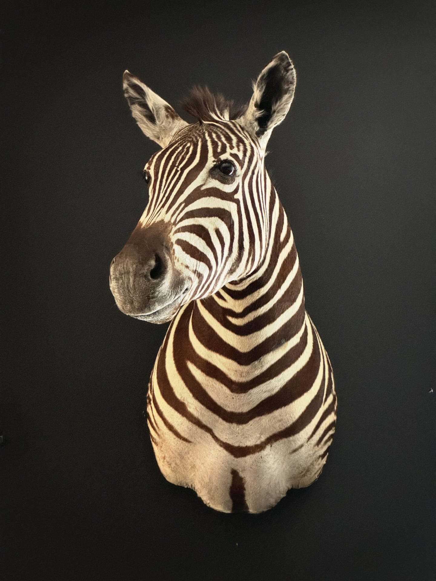 Ausgestopfter Zebrakopf