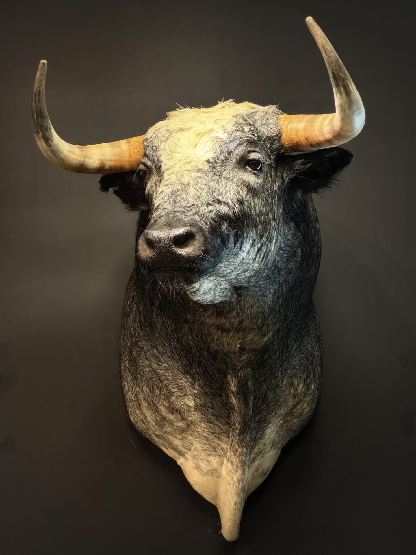 Mounted bulls head
