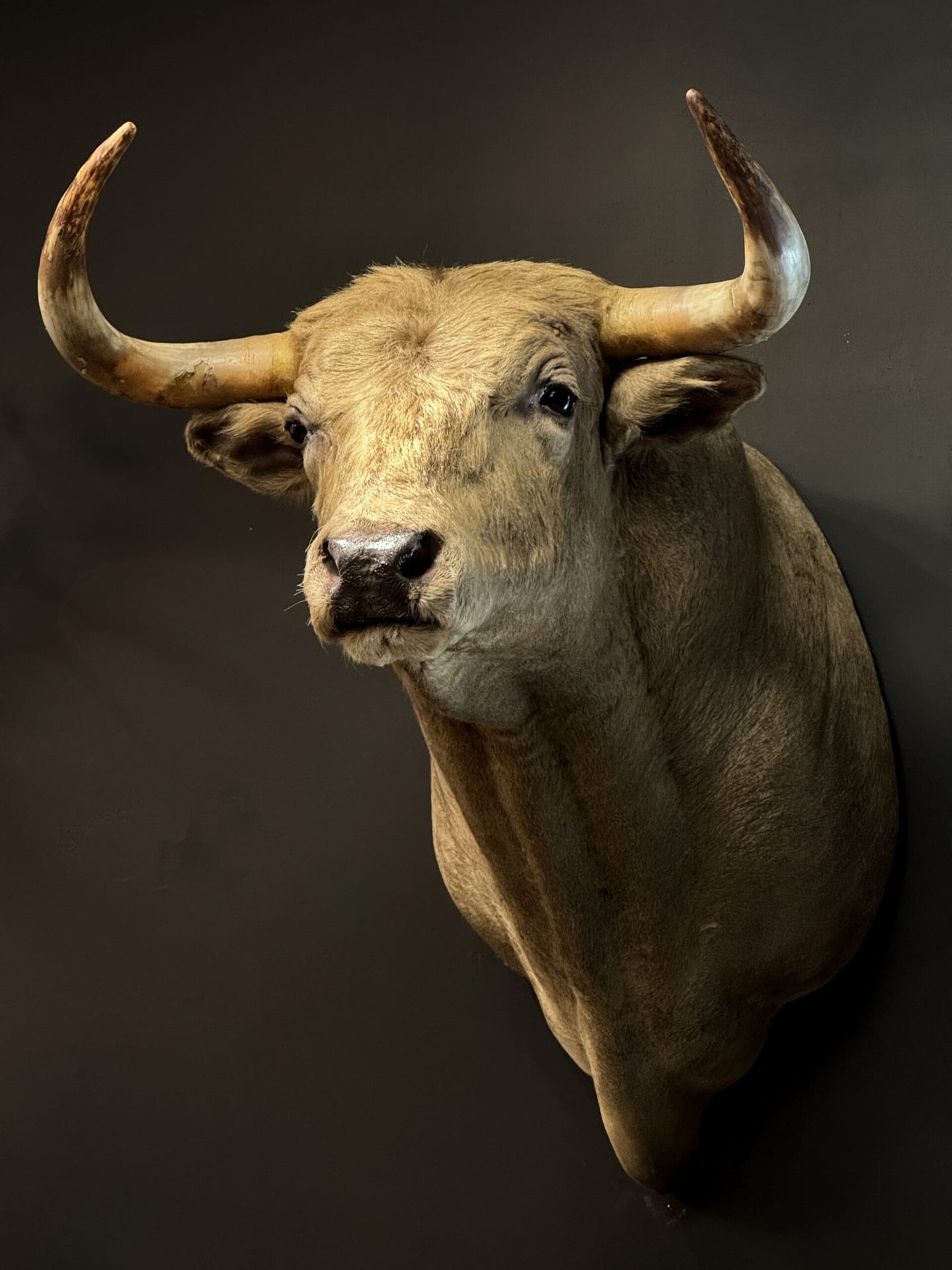 Mounted bulls head
