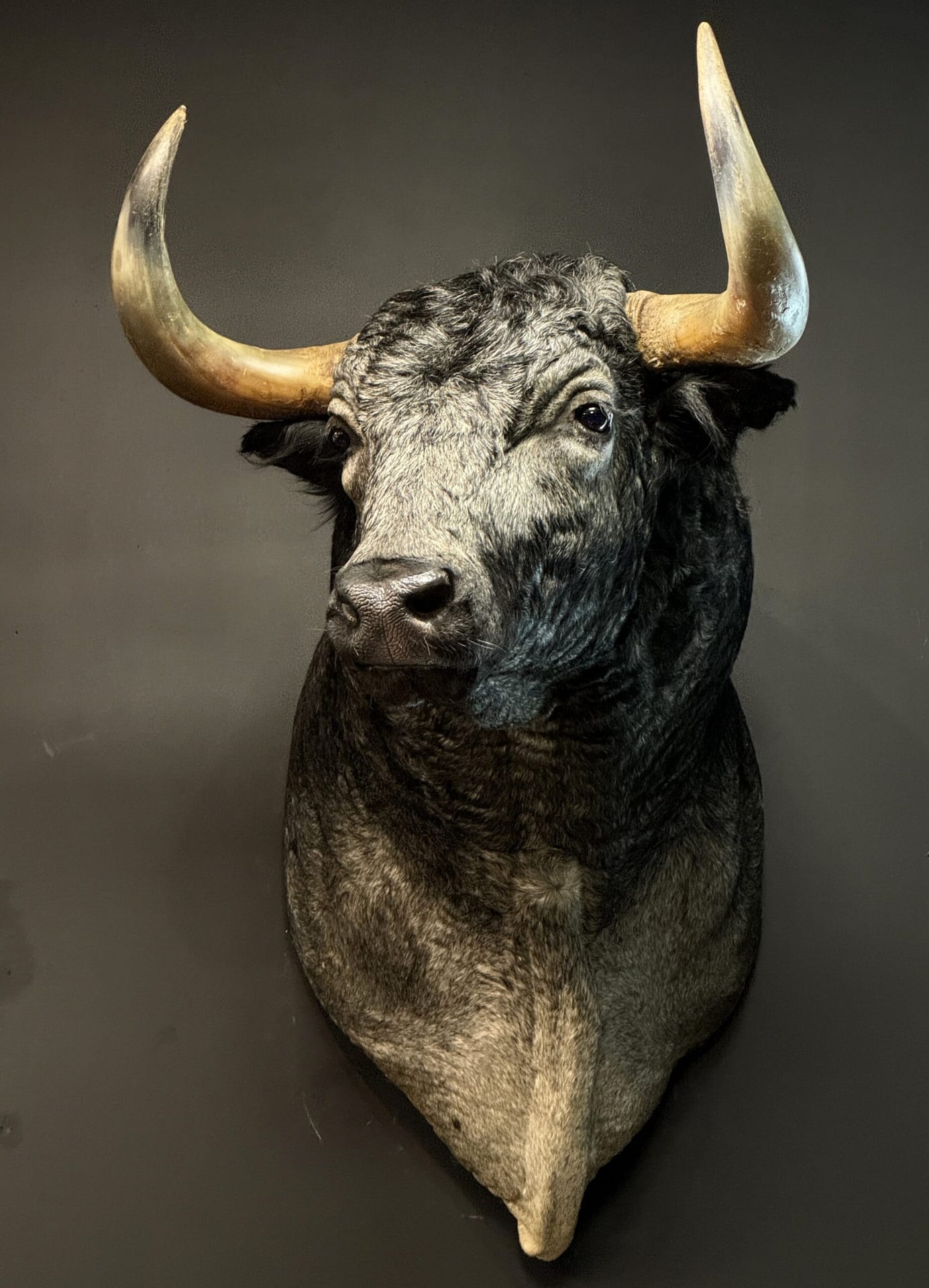 Mounted bulls head