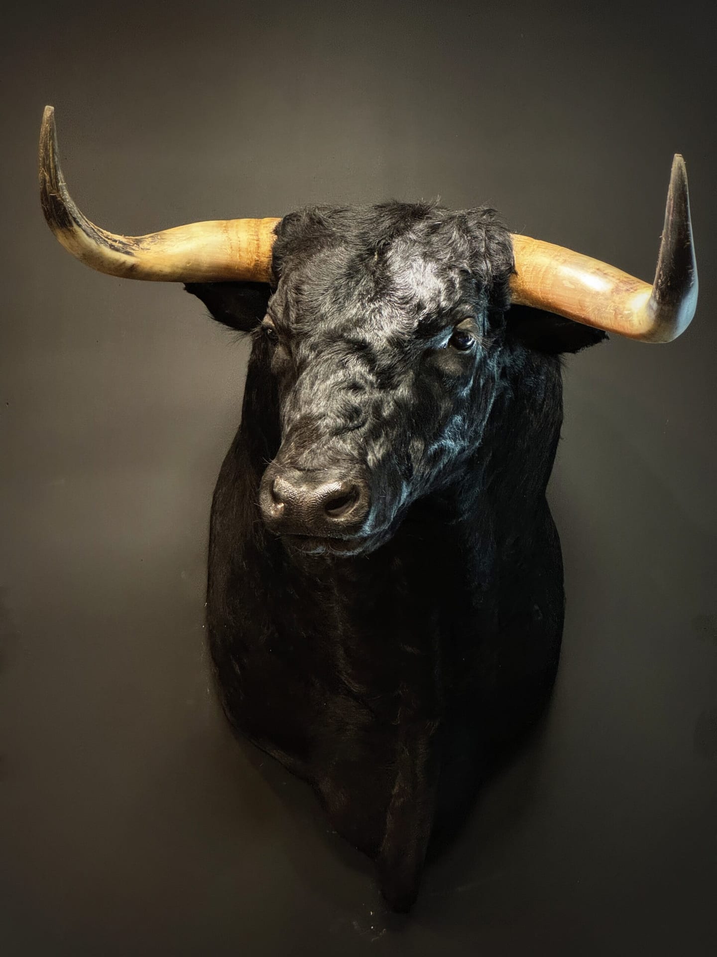 Mounted bulls head