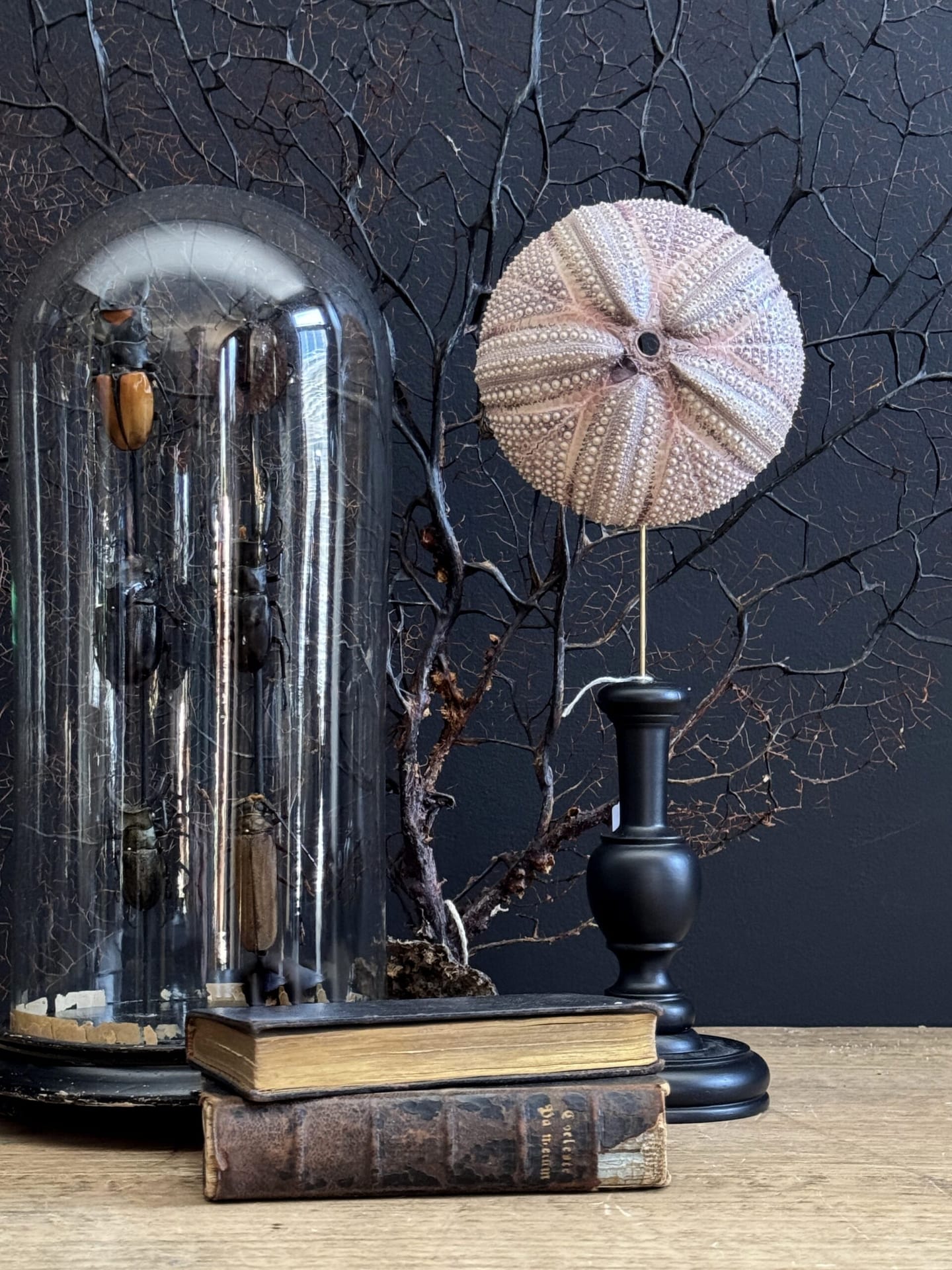 Zee-egel op houten console