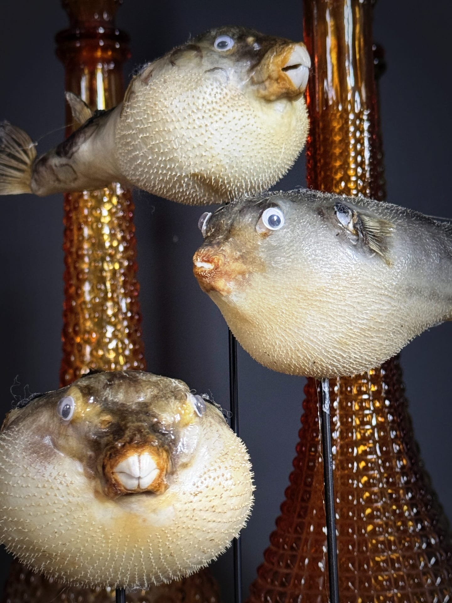 Ausgestopfter Kugelfisch
