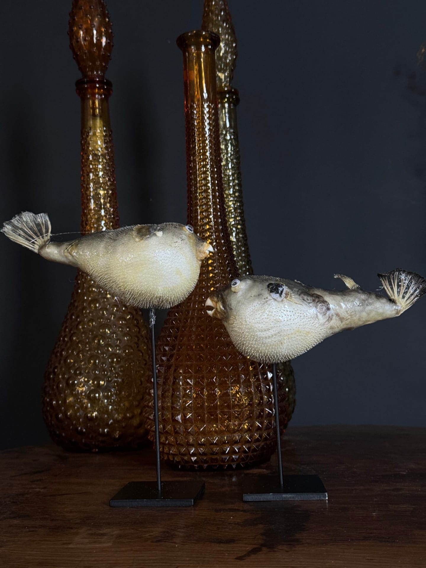 Ausgestopfter Kugelfisch