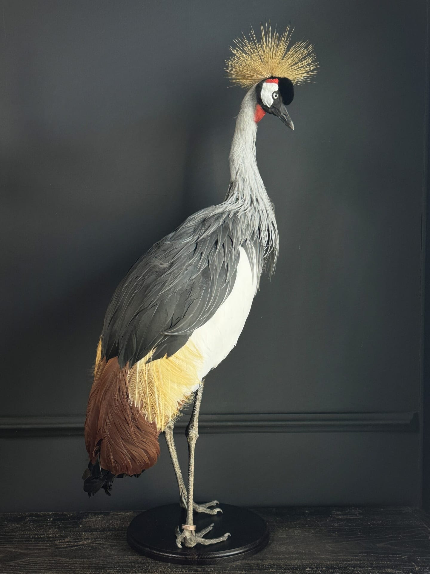 Чучело венценосного журавля