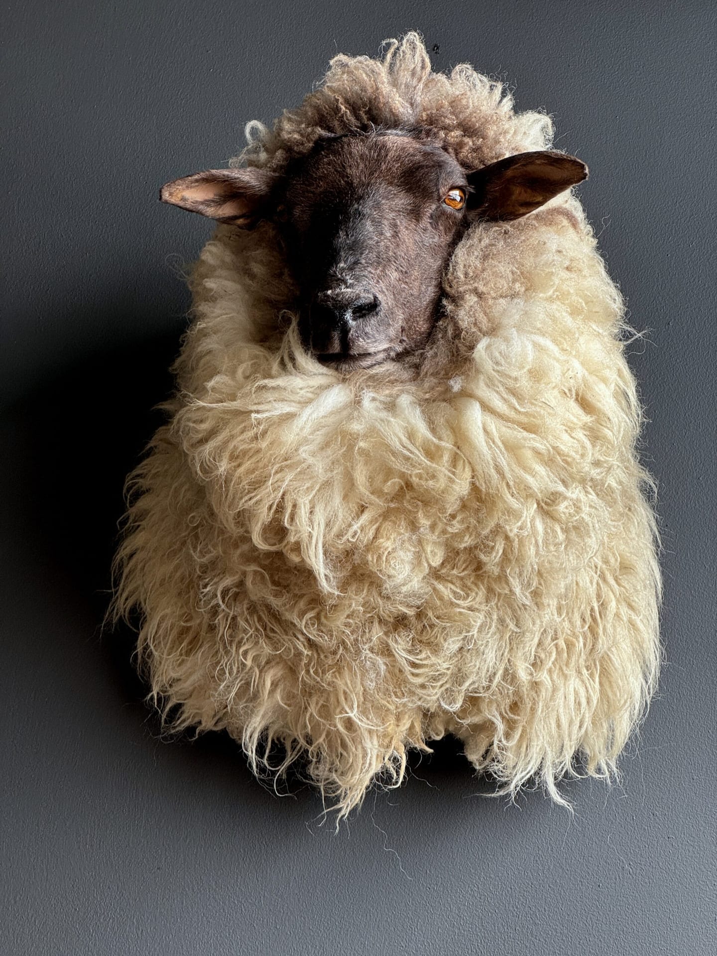 Opgezet schaap