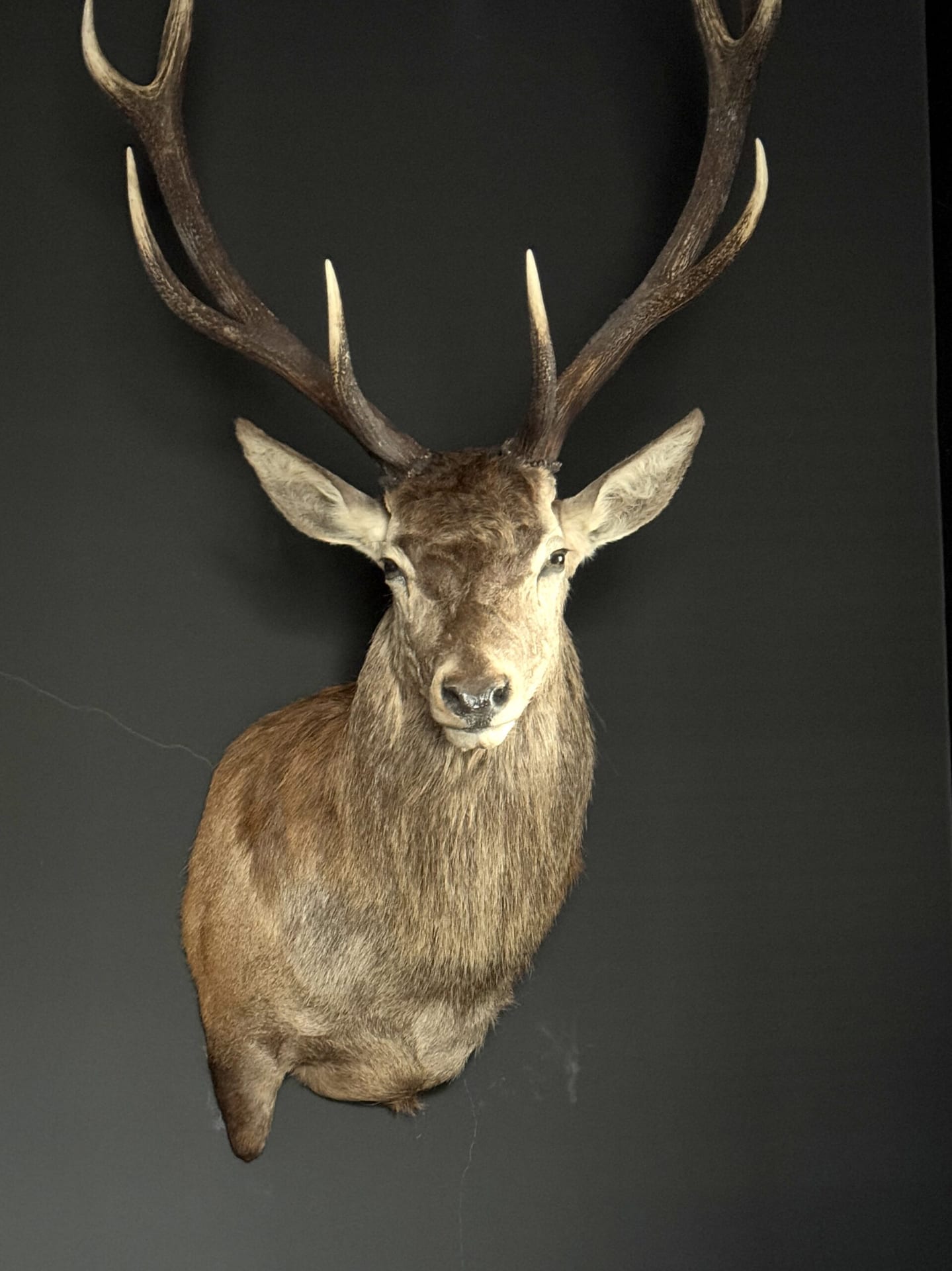 Mounted deer head