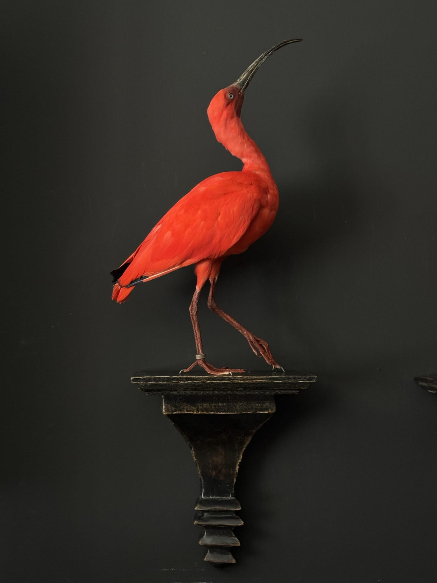 Ibis rouge naturalisé