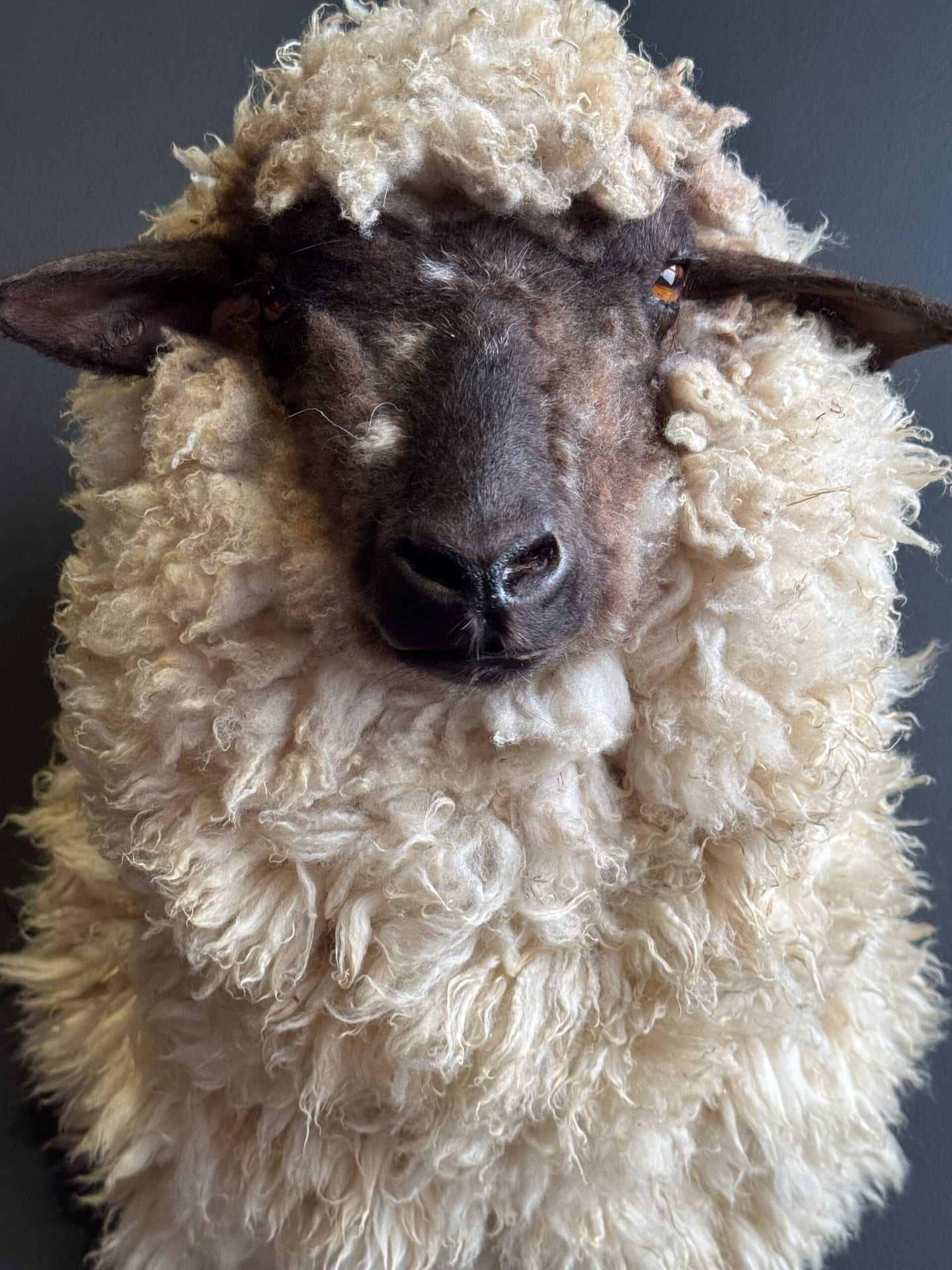Opgezette schapenkop