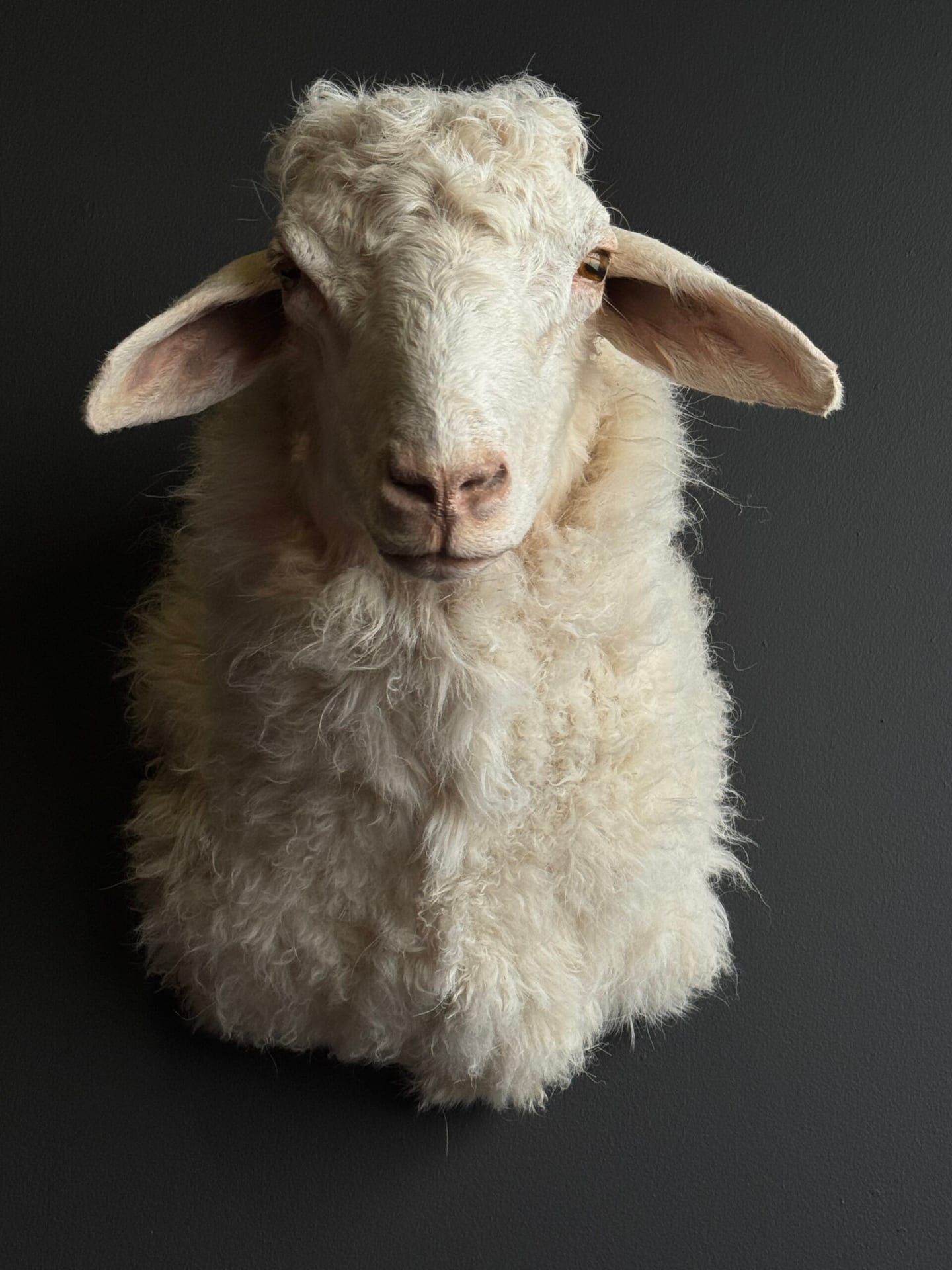 Opgezette kop van een schaap