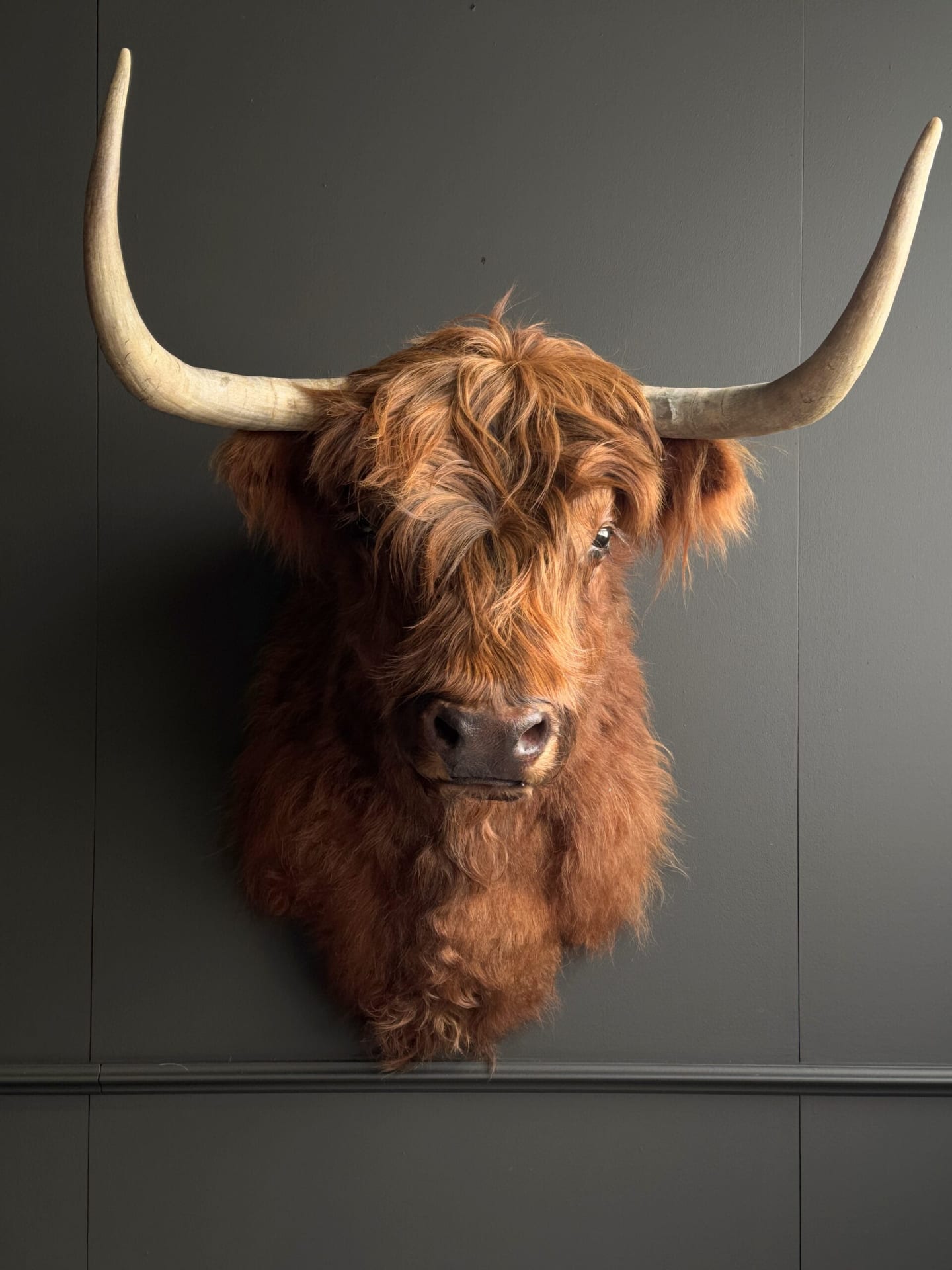Ausgestopfter schottischer Highlander