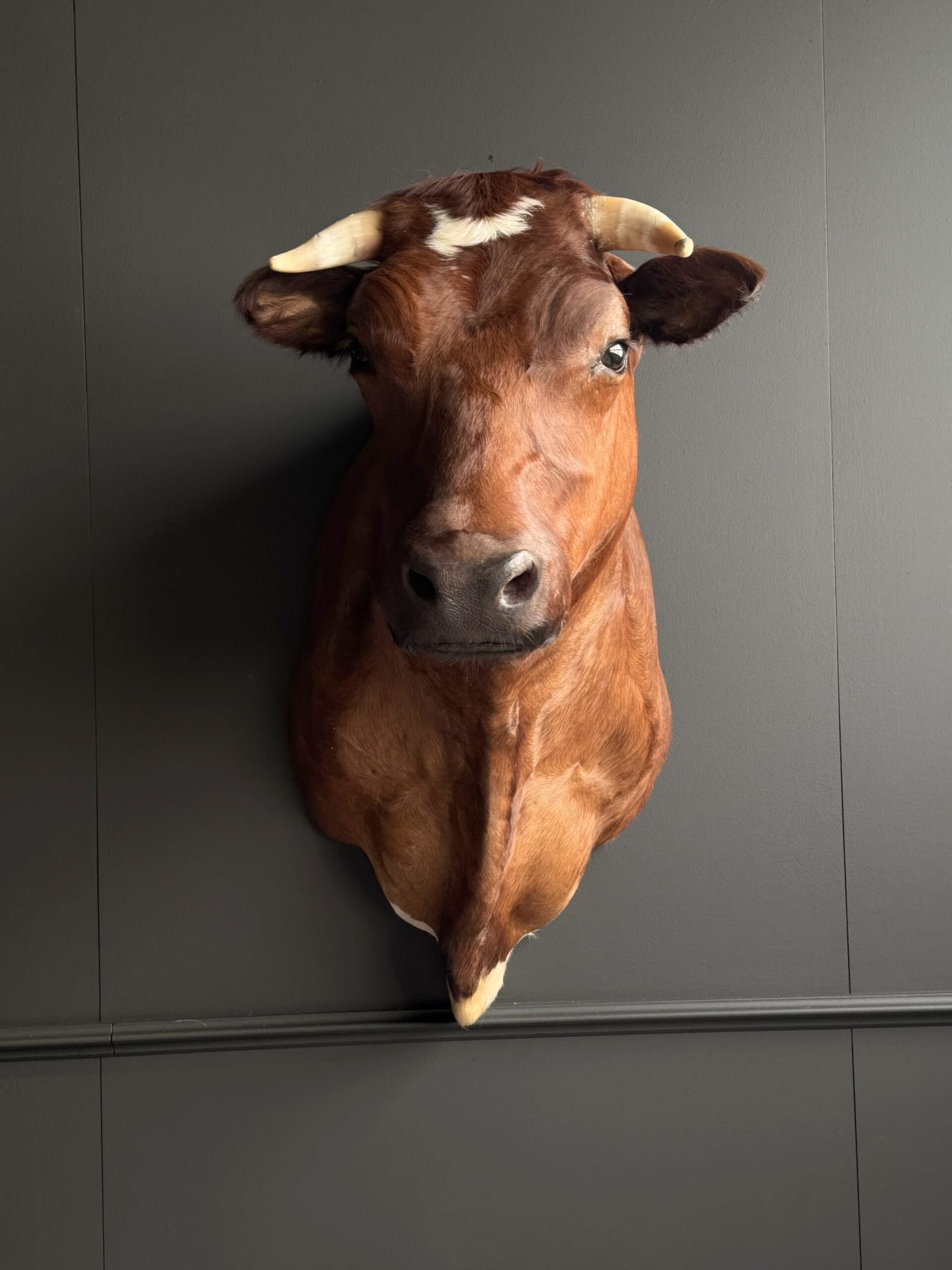 Mounted cow head