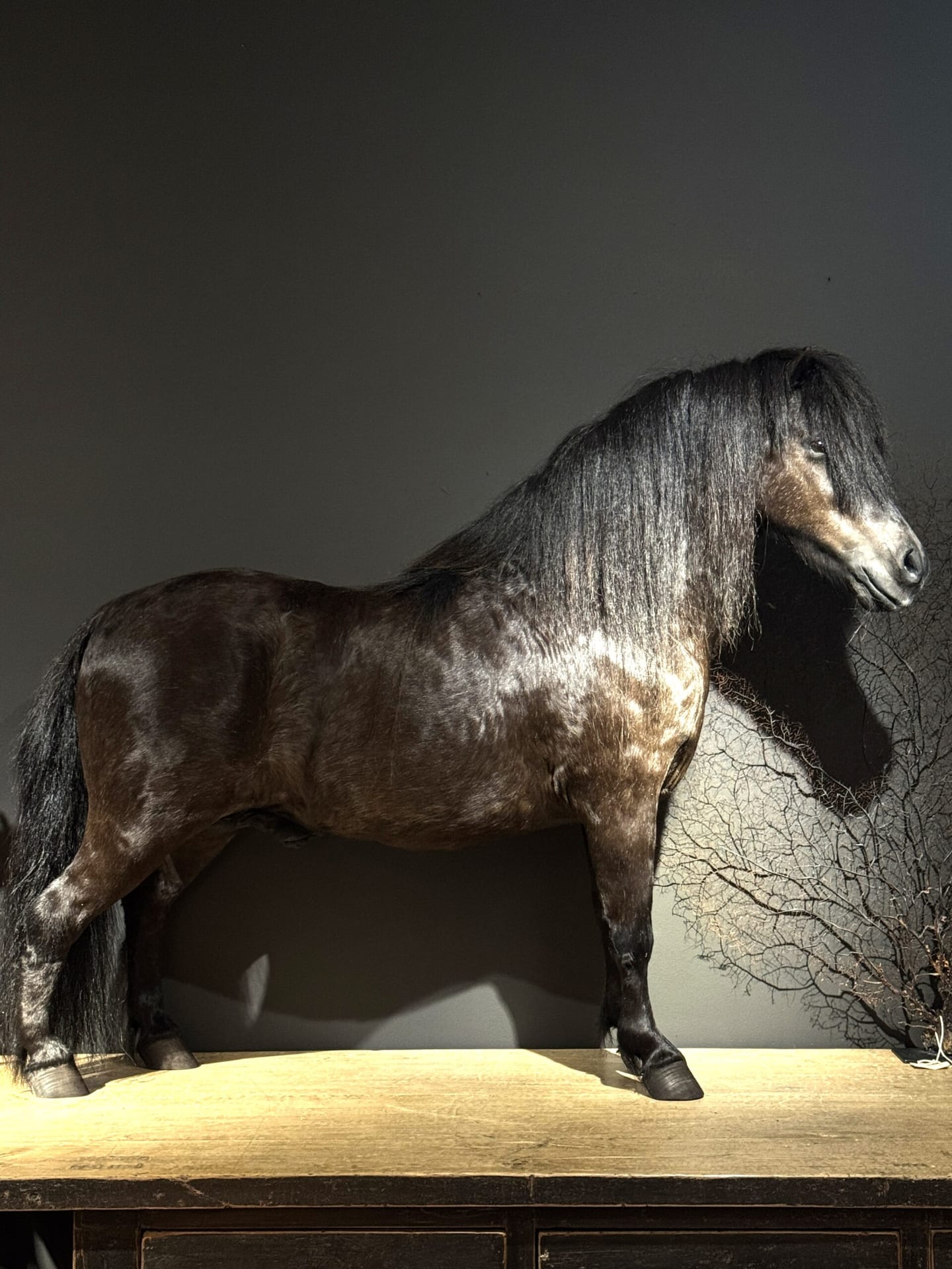 Opgezette pony