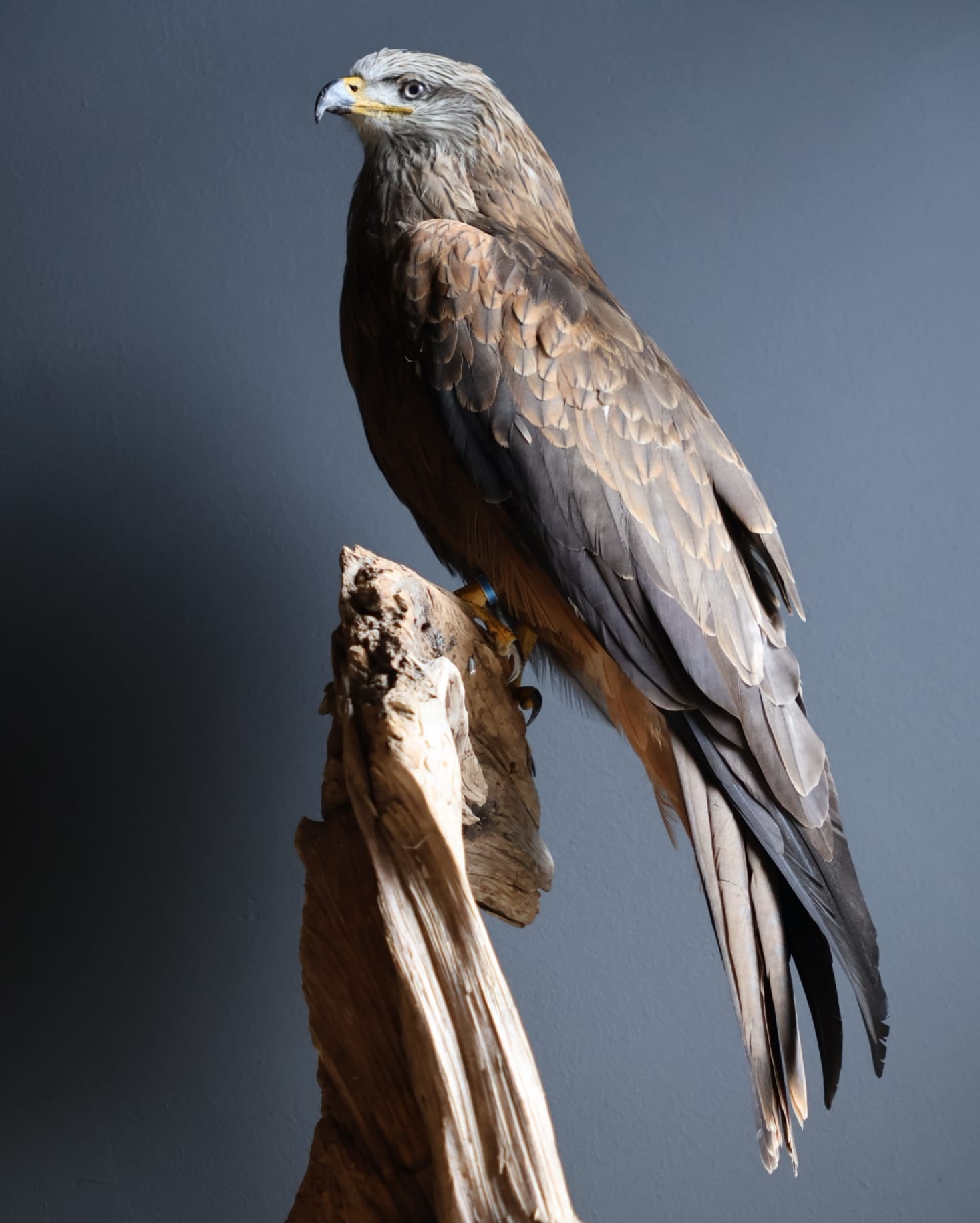 Mounted black kite