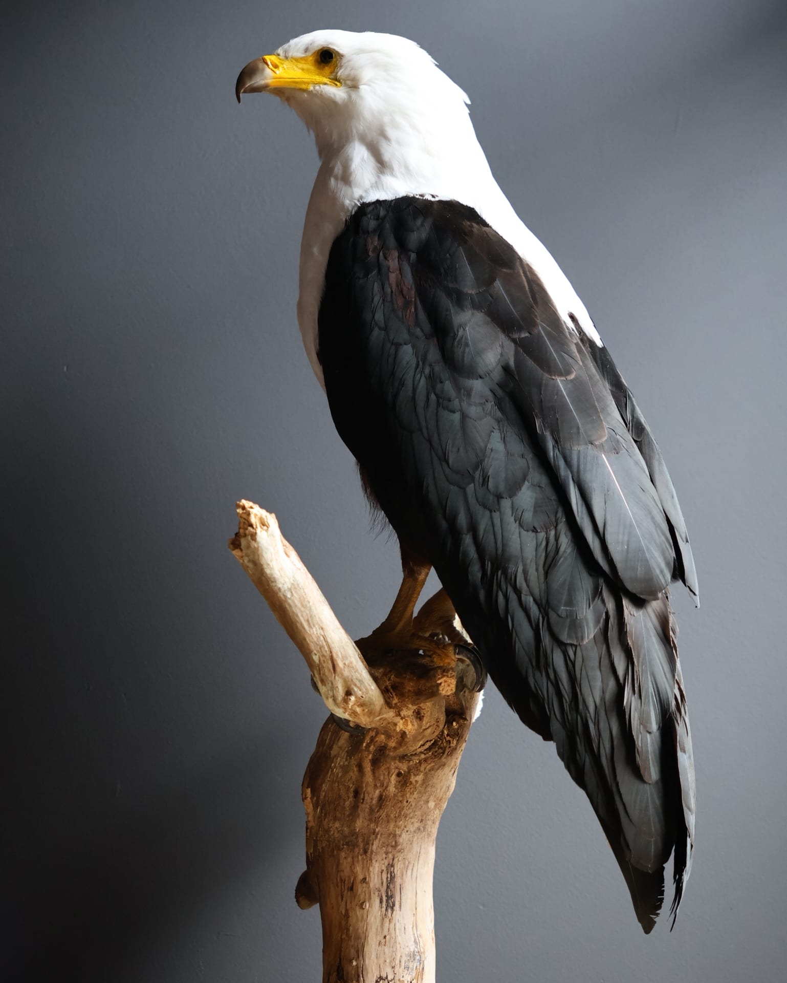 Opgezette Afrikaanse Zeearend (Haliaeetus vocifer)