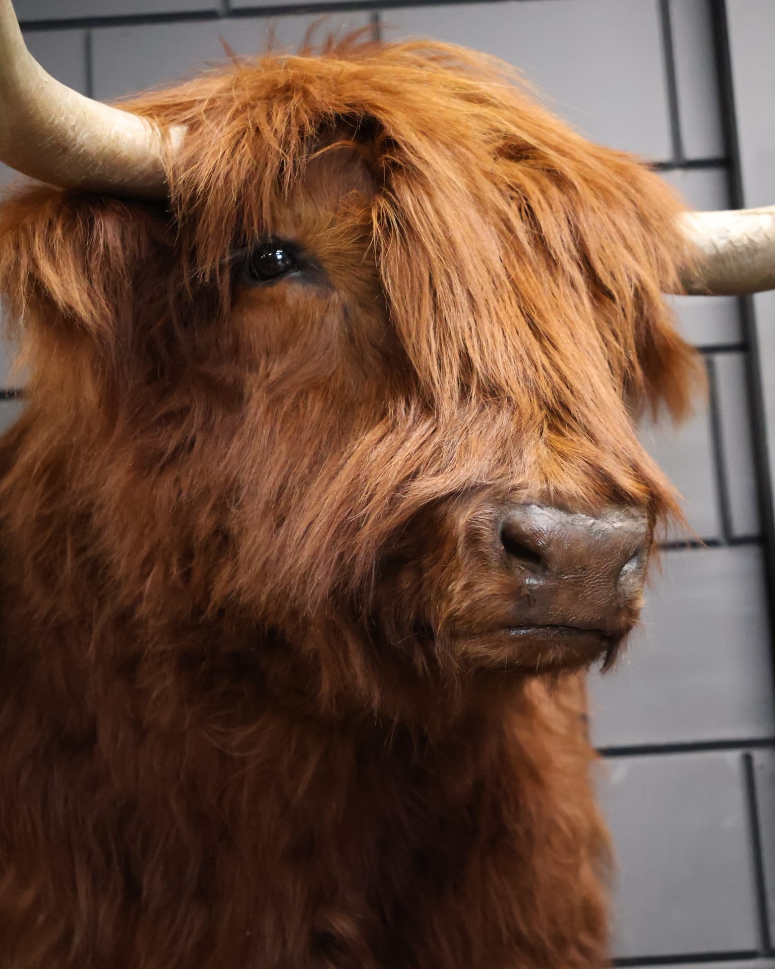 Ausgestopfter schottischer Highlander