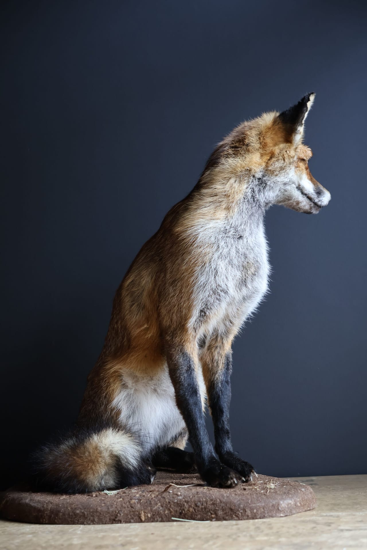 Renard naturalisé