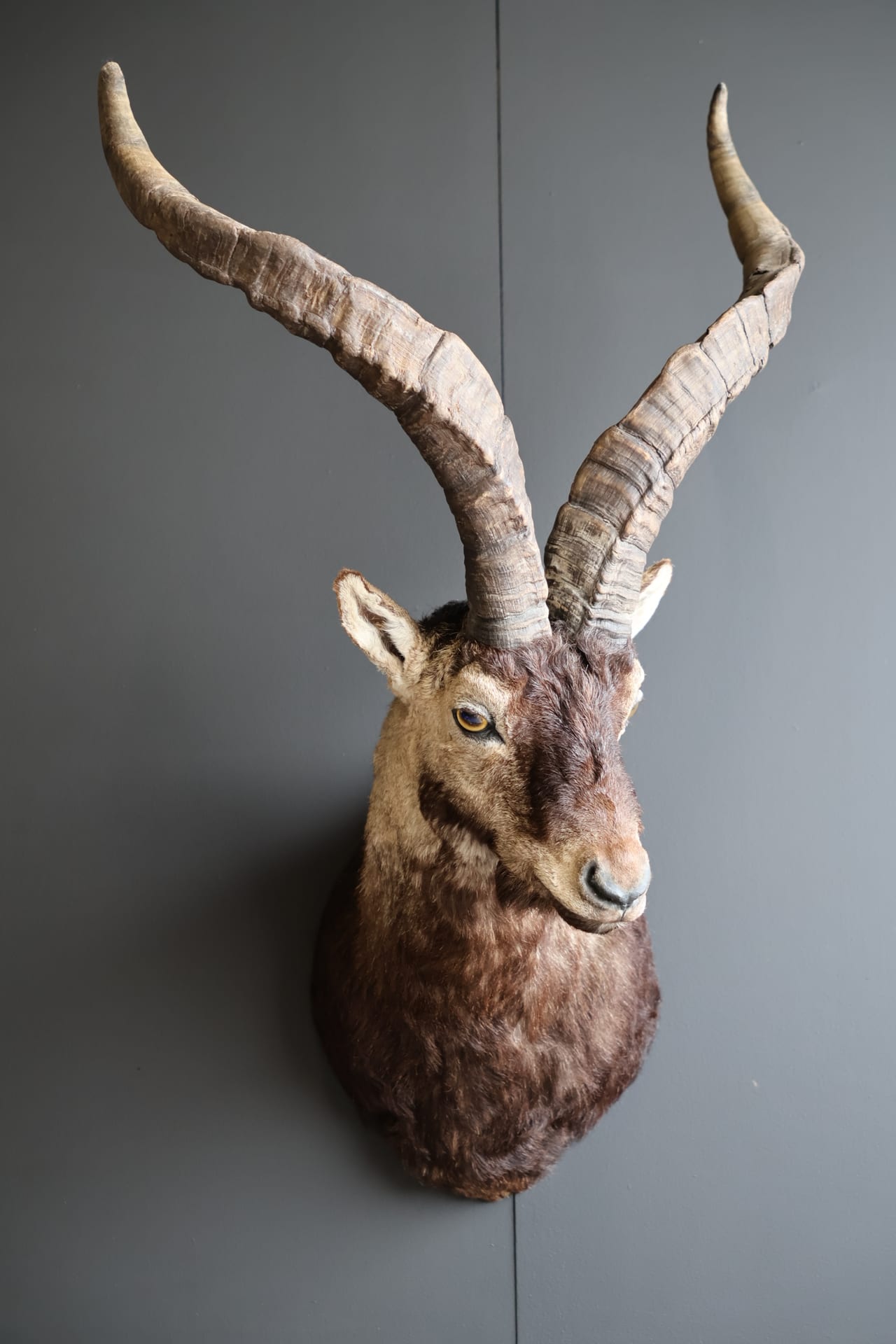 Mounted ibex