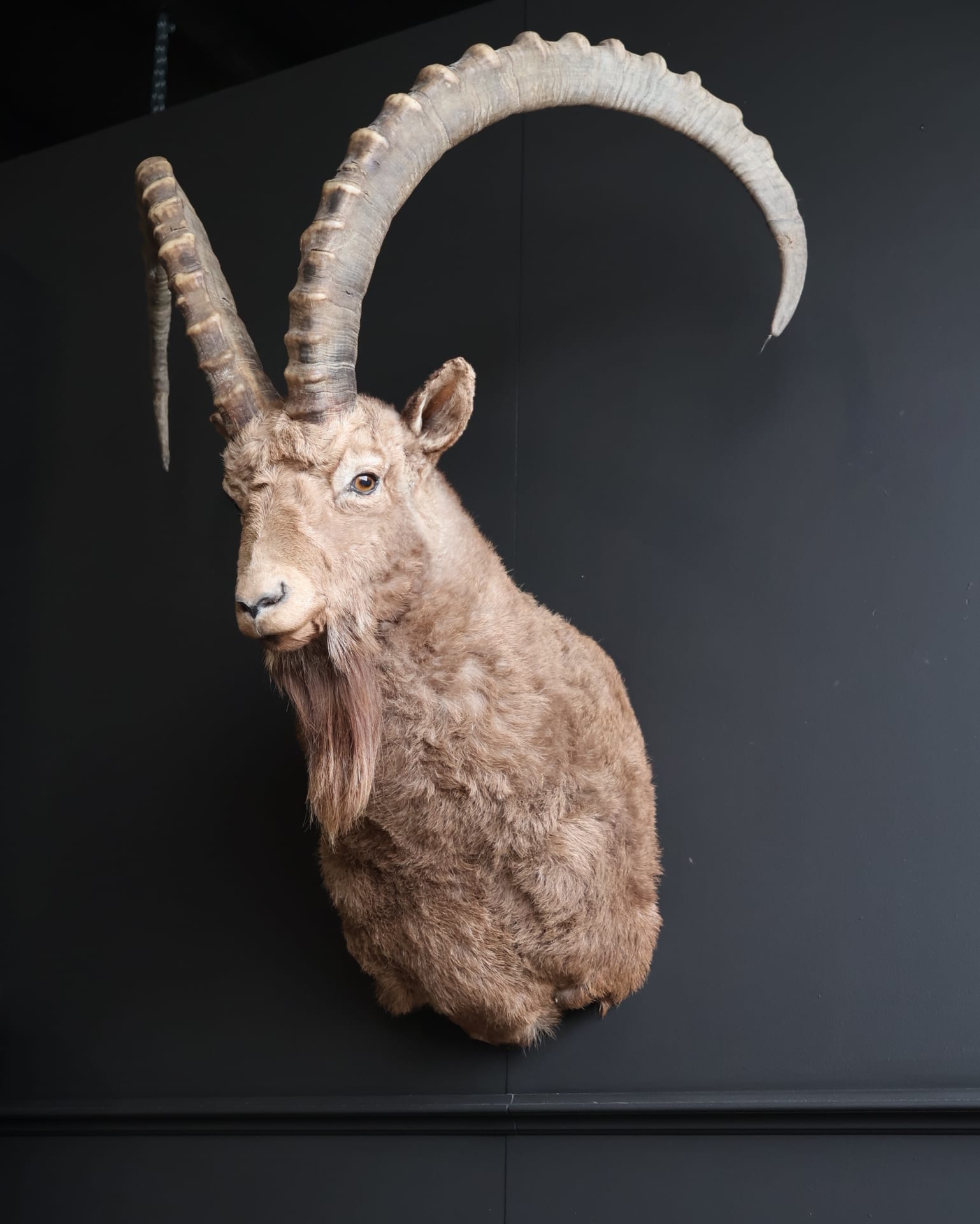 Mounted ibex head