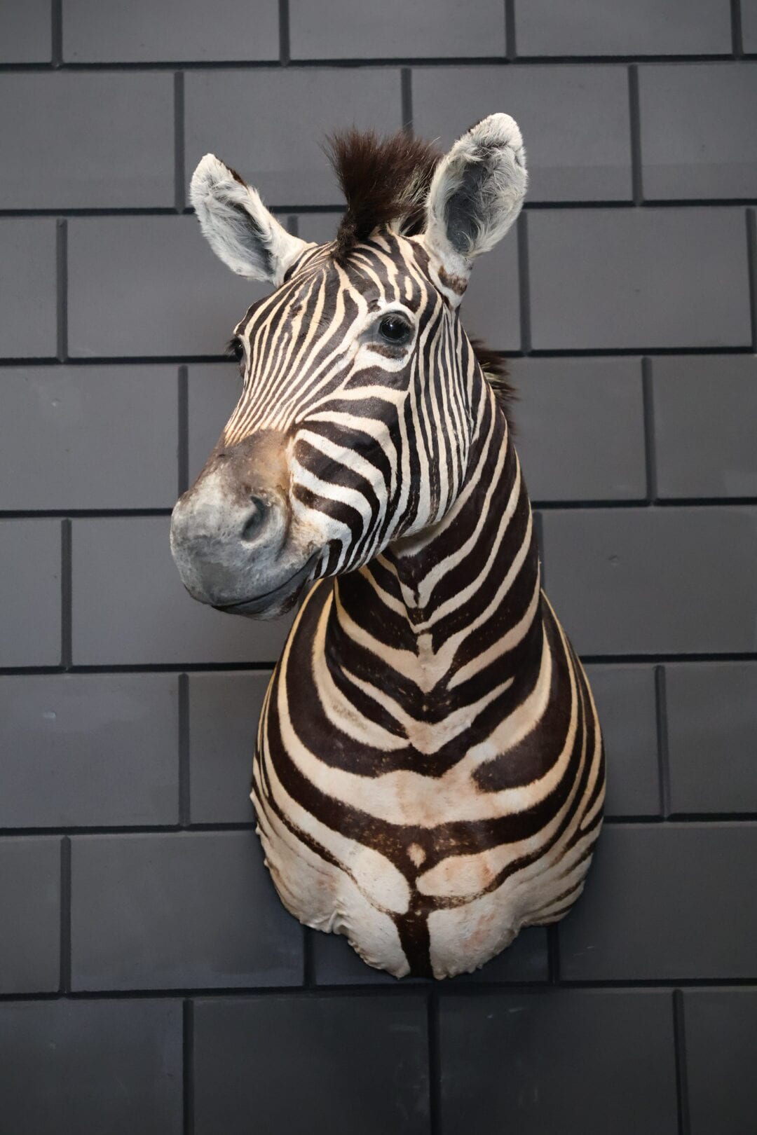 Ausgestopfter Zebrakopf