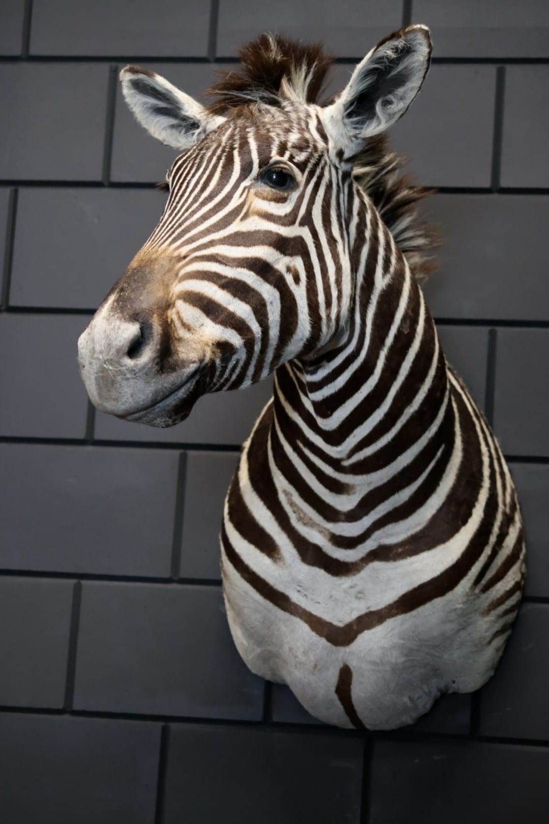 Ausgestopfter Zebrakopf